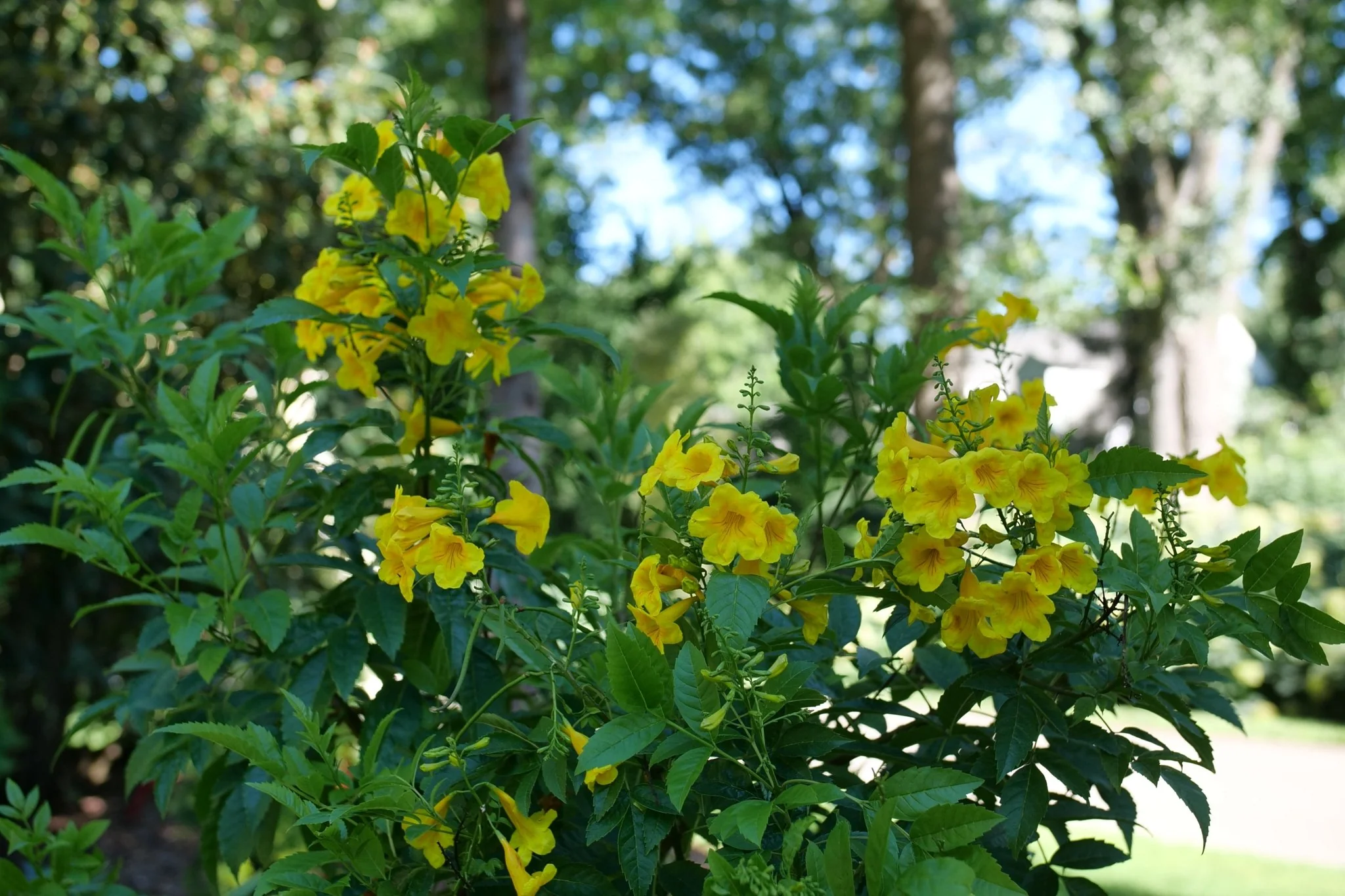 Chicklet® Gold Trumpet Bush - Image 3