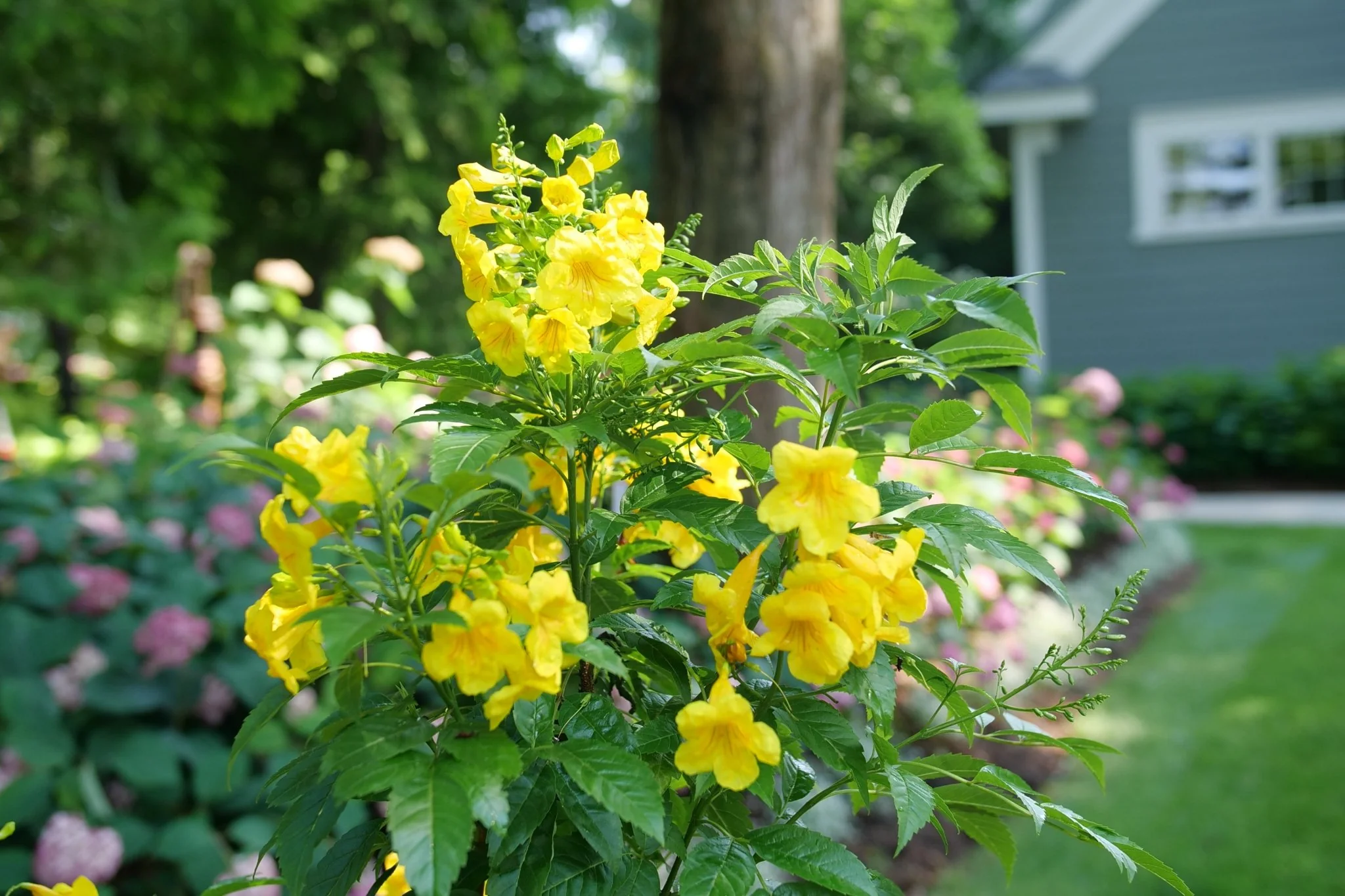 Chicklet® Gold Trumpet Bush - Image 4