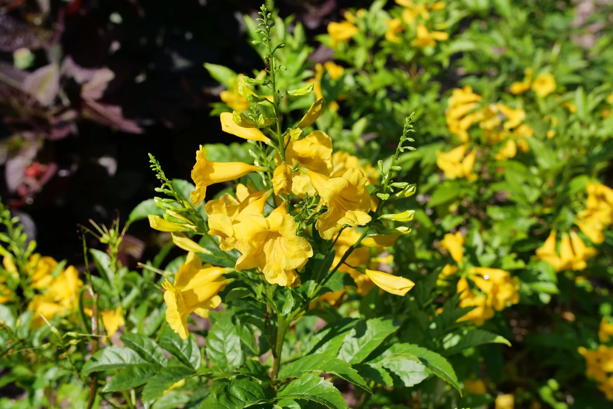 Chicklet® Gold Trumpet Bush - Image 5