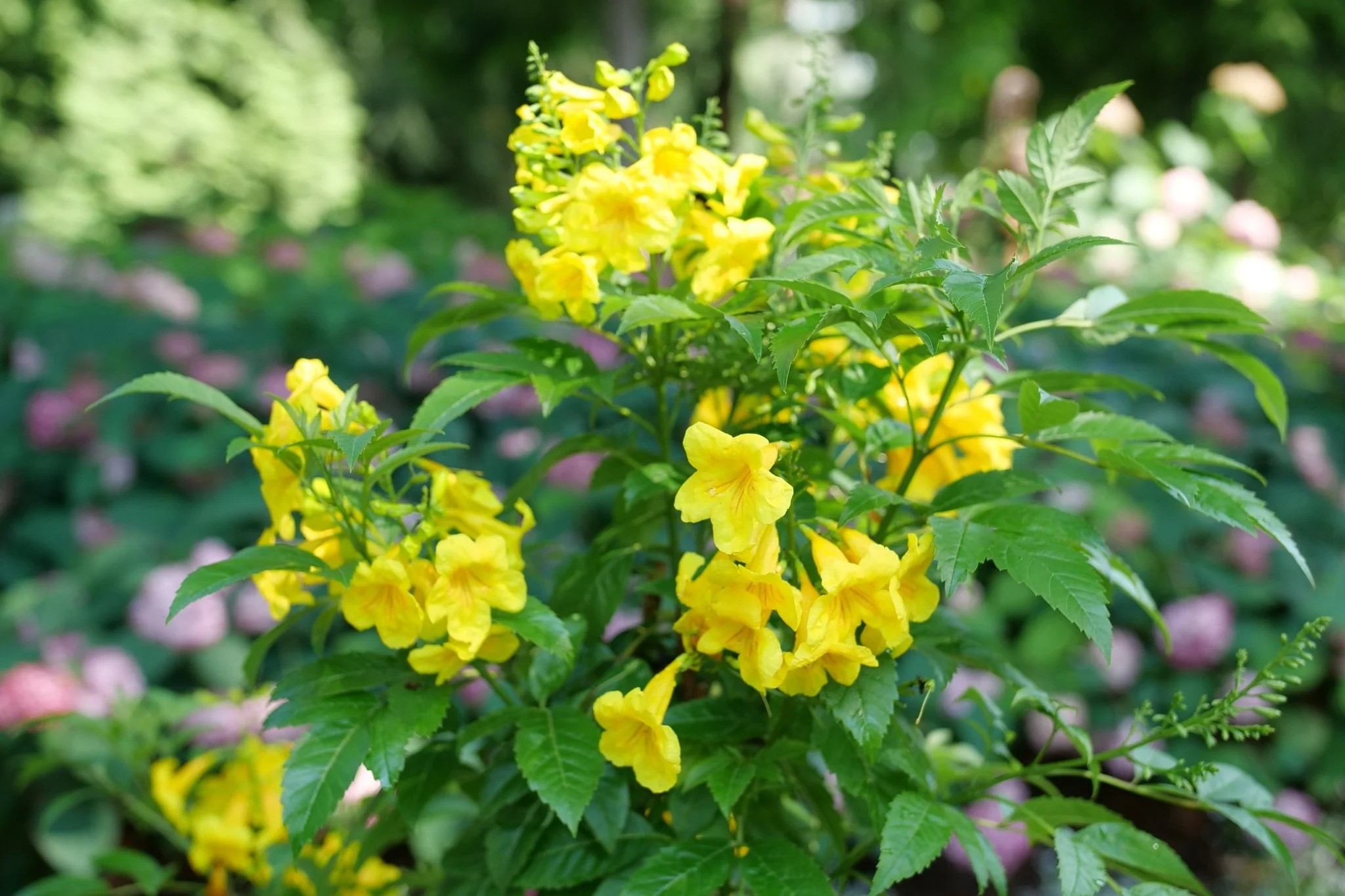 Chicklet® Gold Trumpet Bush - Image 6