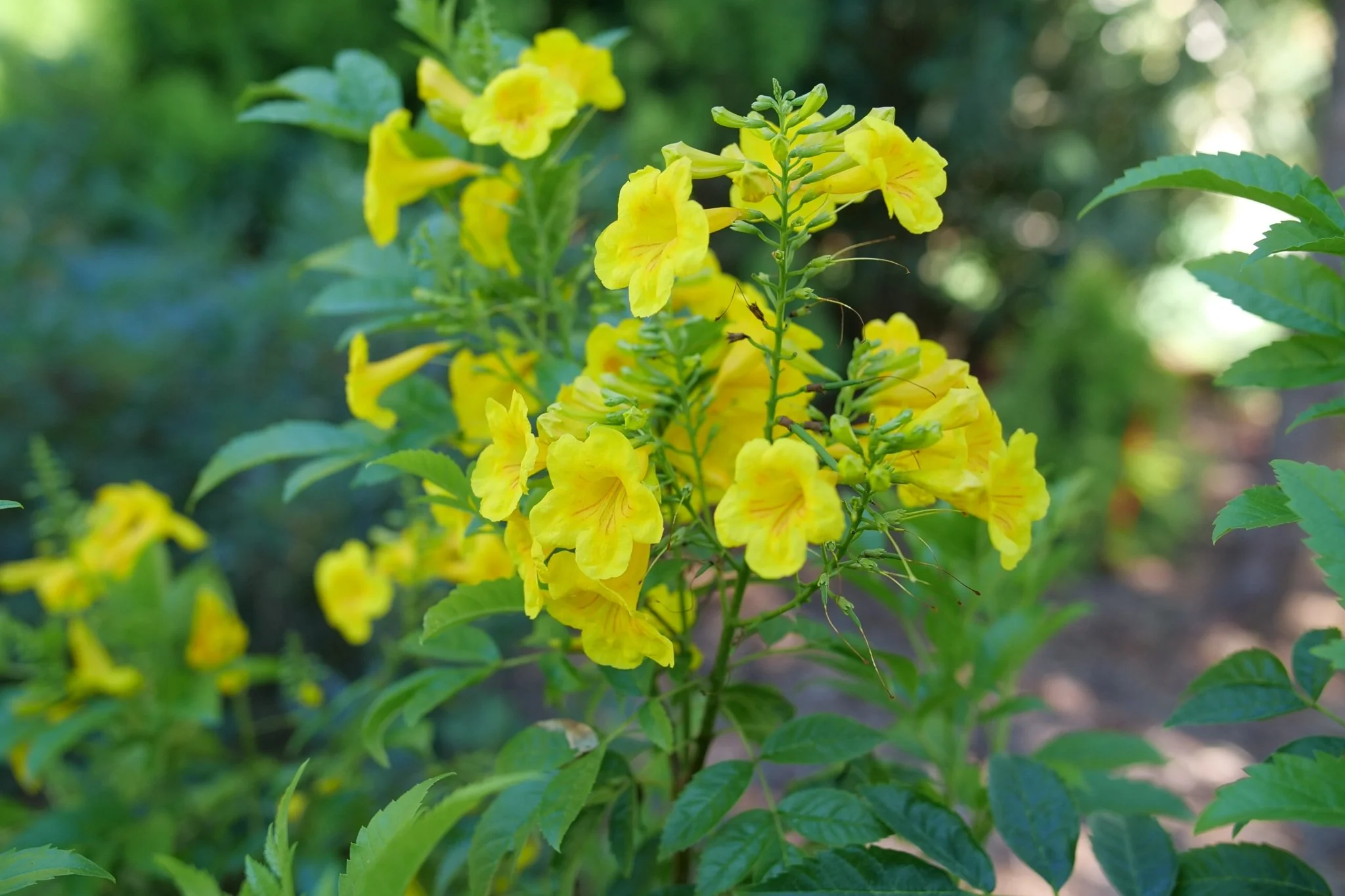 Chicklet® Gold Trumpet Bush - Image 7