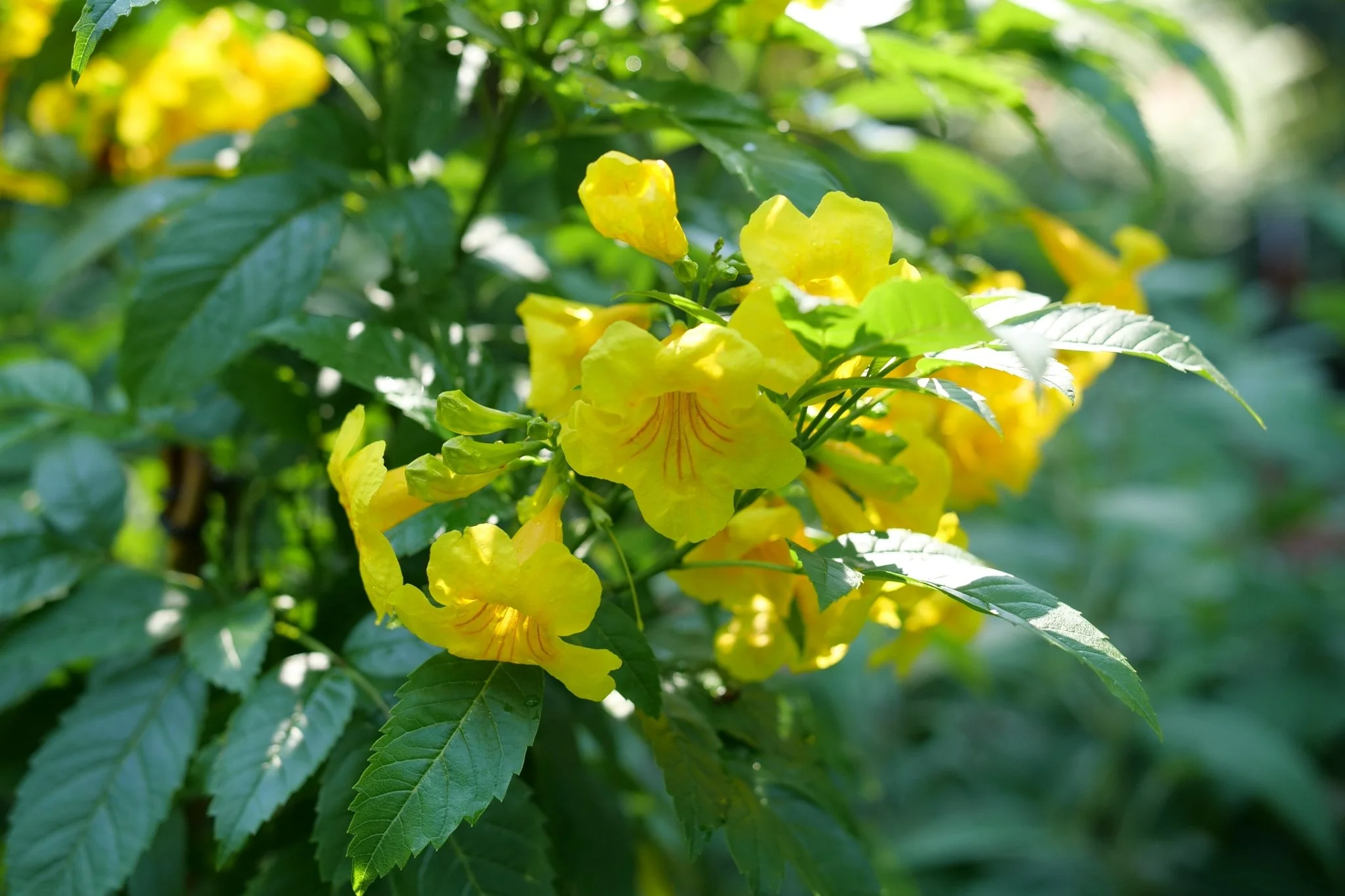 Chicklet® Gold Trumpet Bush - Image 8