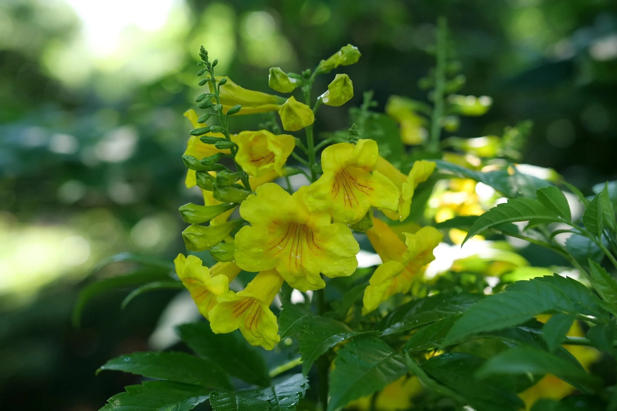 Chicklet® Gold Trumpet Bush - Image 9