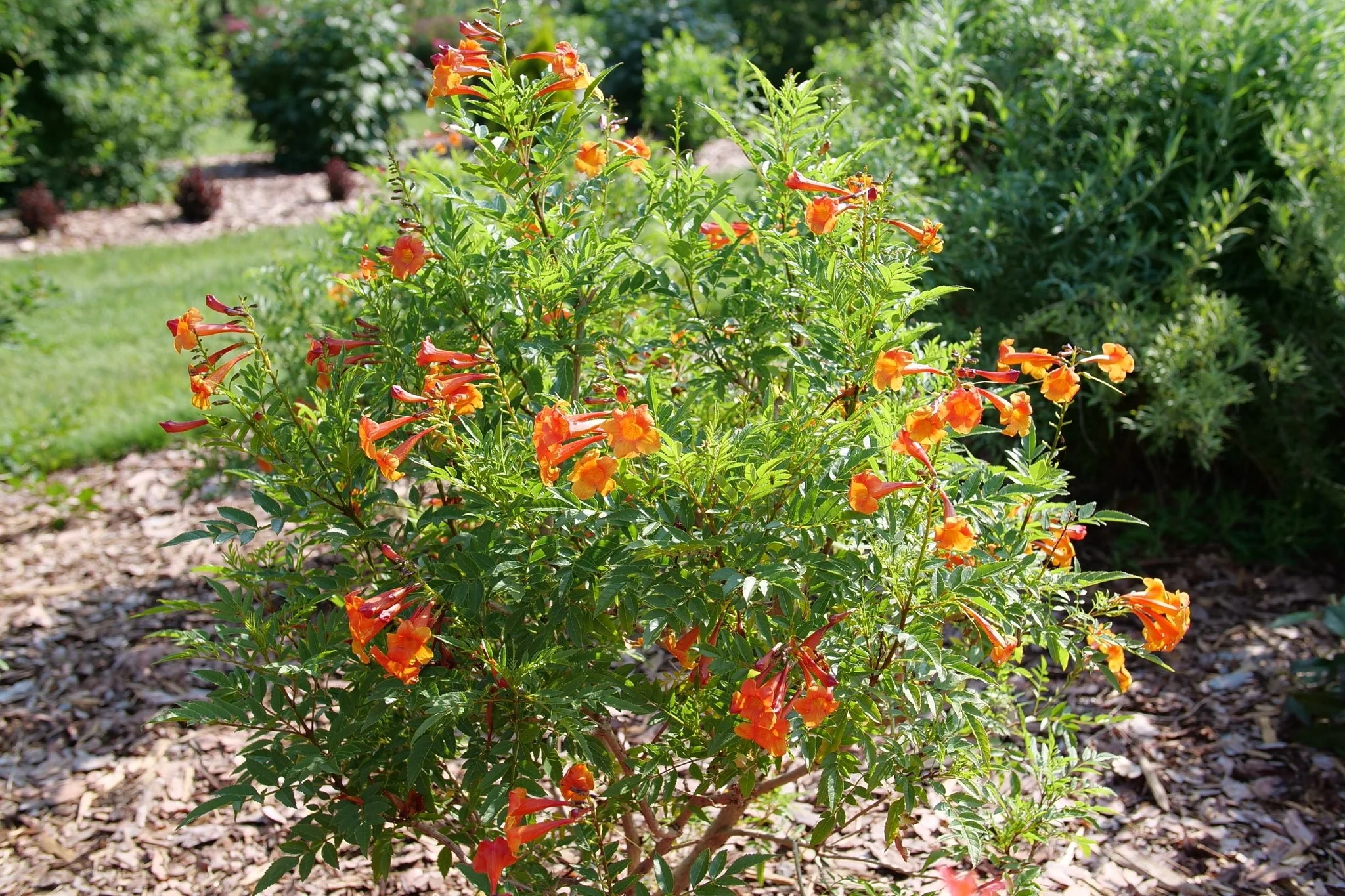 Chicklet® Orange Trumpet Bush - Image 2