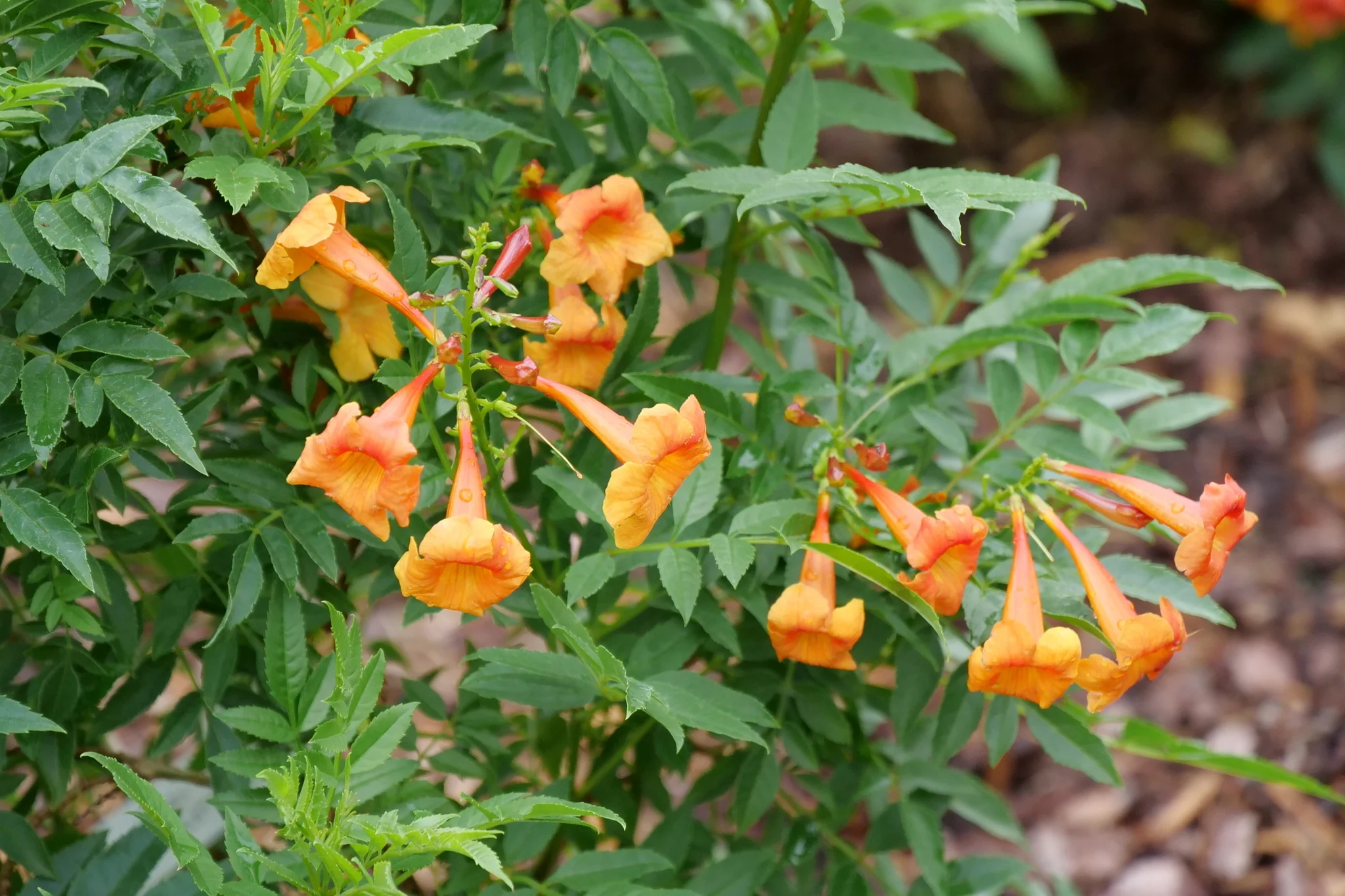 Chicklet® Orange Trumpet Bush - Image 3