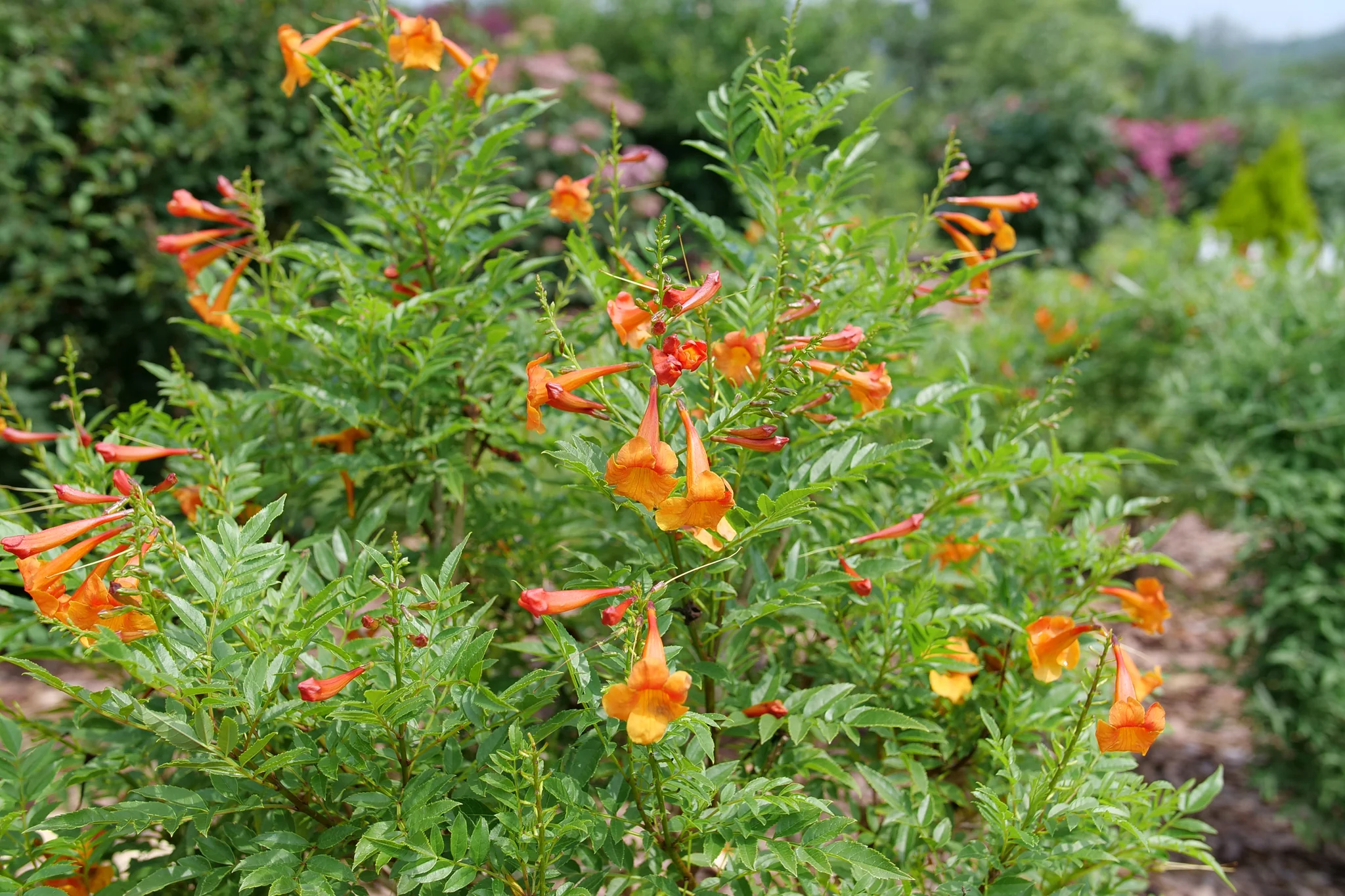 Chicklet® Orange Trumpet Bush - Image 4