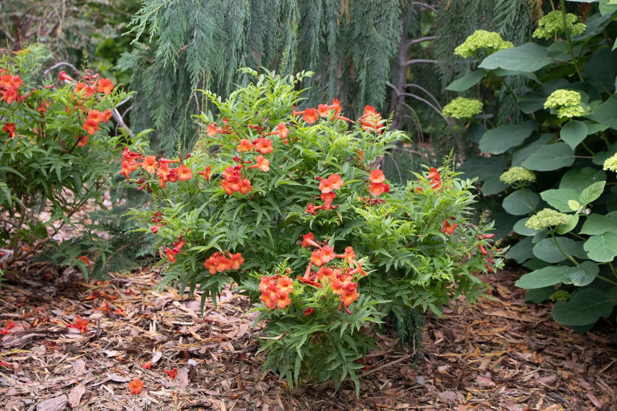 Chicklet® Red Trumpet Bush