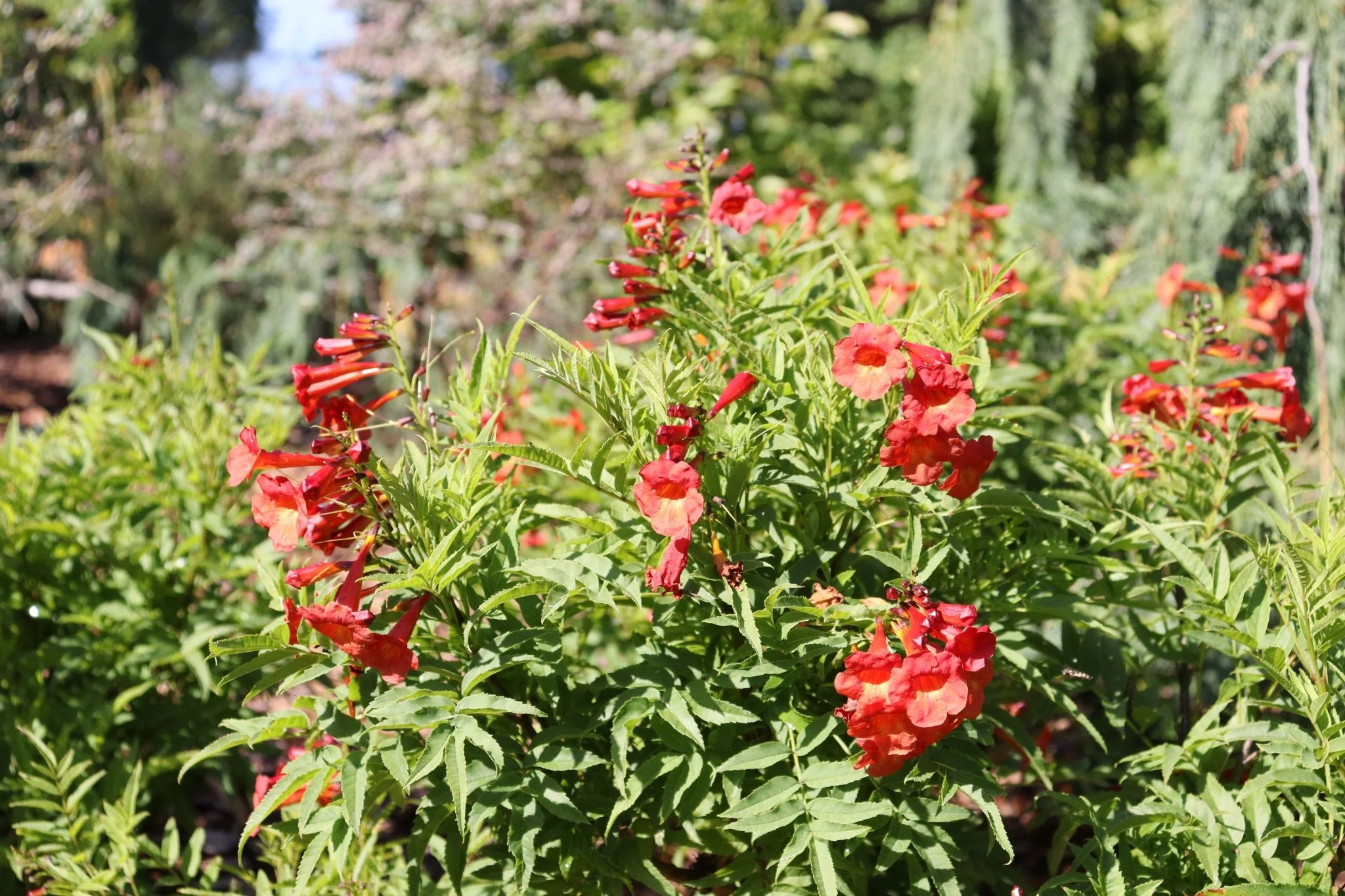 Chicklet® Red Trumpet Bush - Image 2