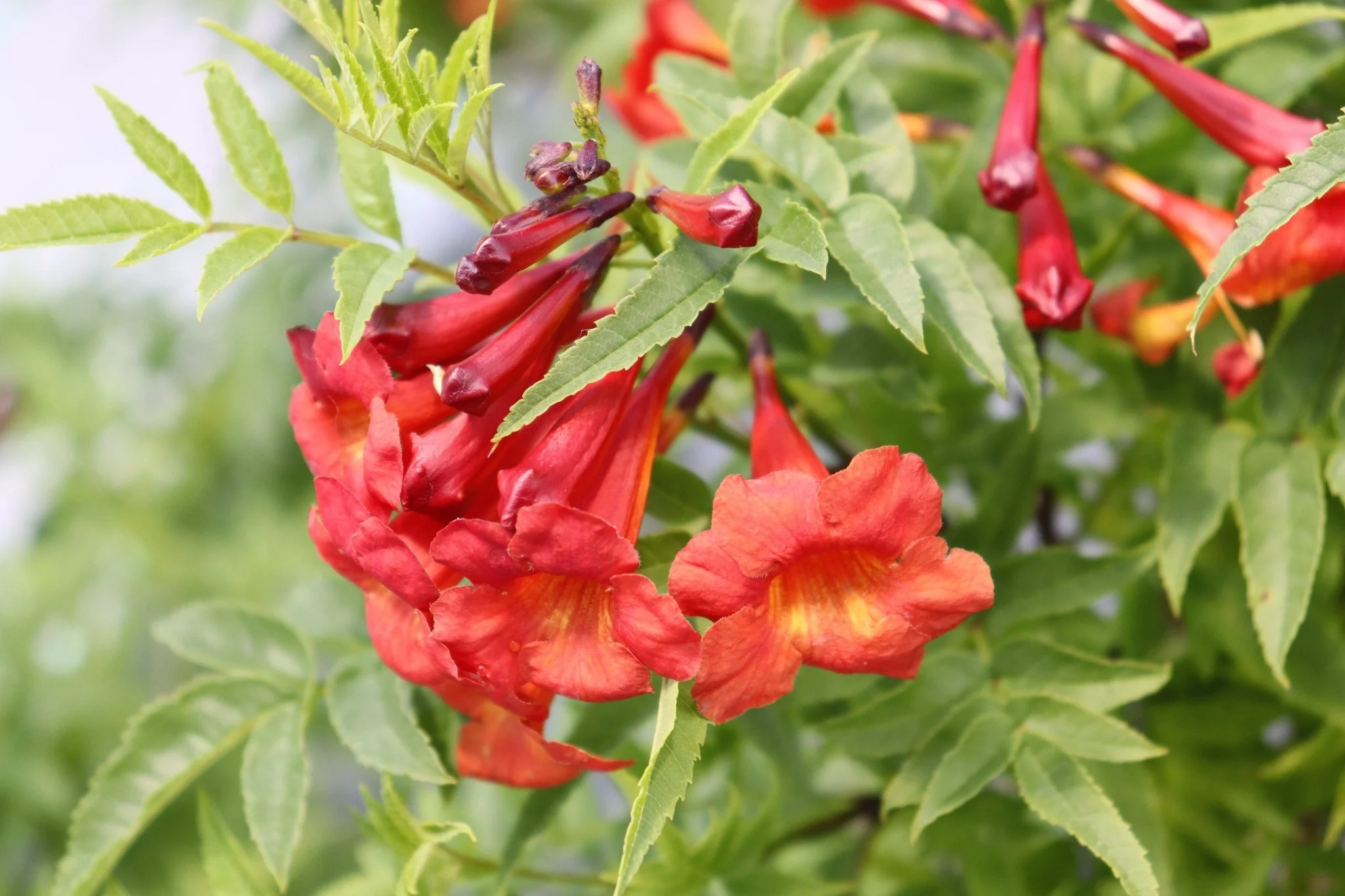Chicklet® Red Trumpet Bush - Image 3