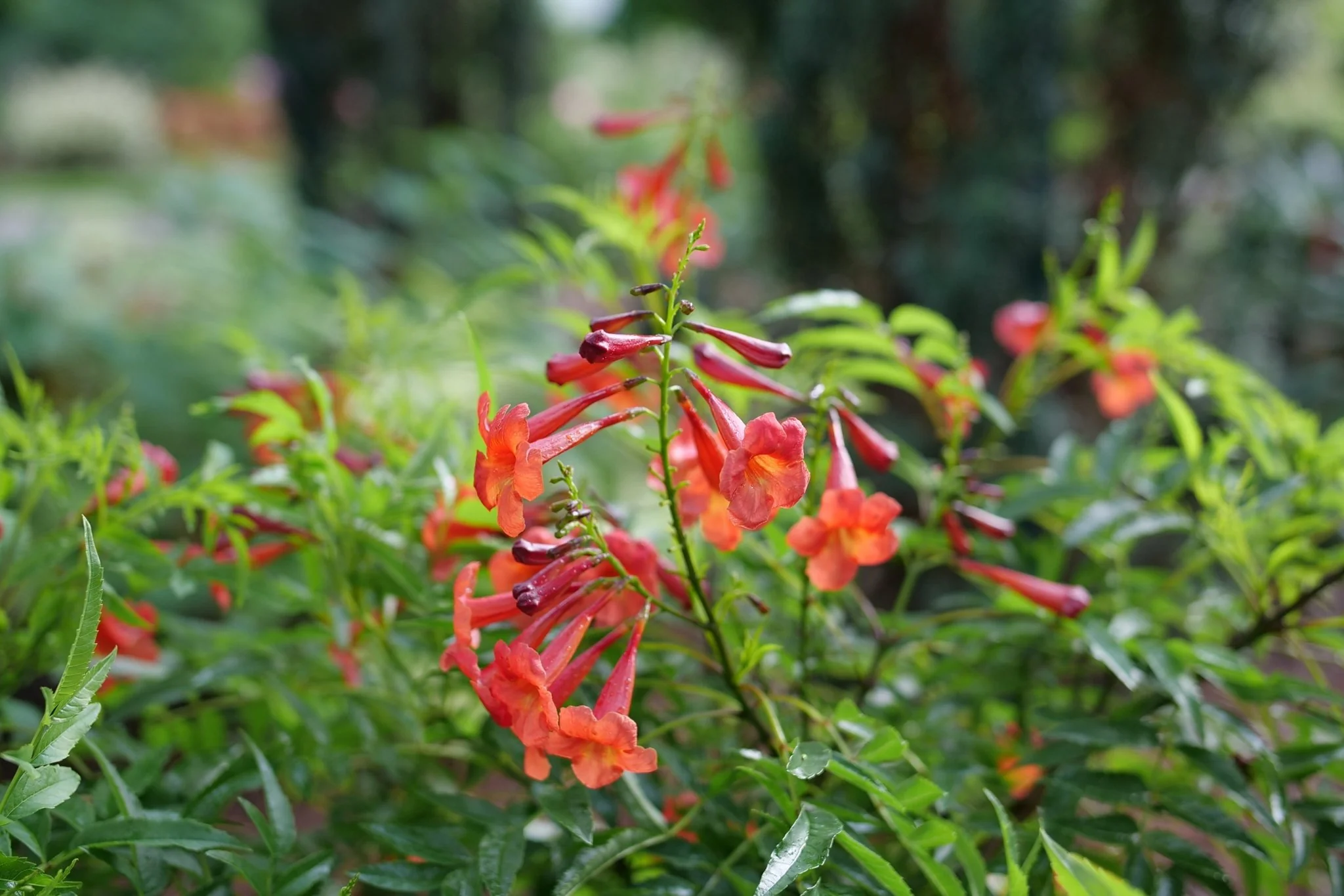 Chicklet® Red Trumpet Bush - Image 6