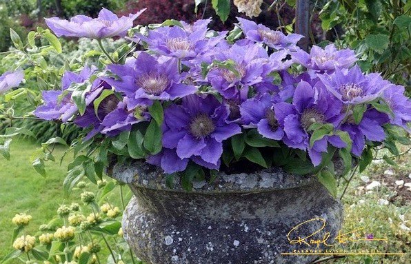 Flora™ Bijou™ Clematis - Image 2