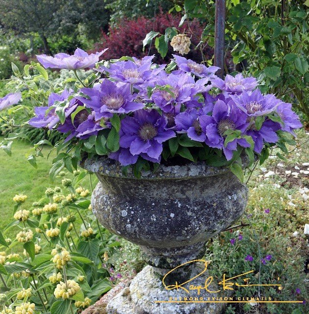 Flora™ Bijou™ Clematis - Image 3
