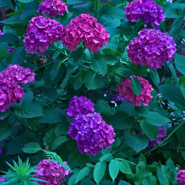 Color Fantasy® Hydrangea