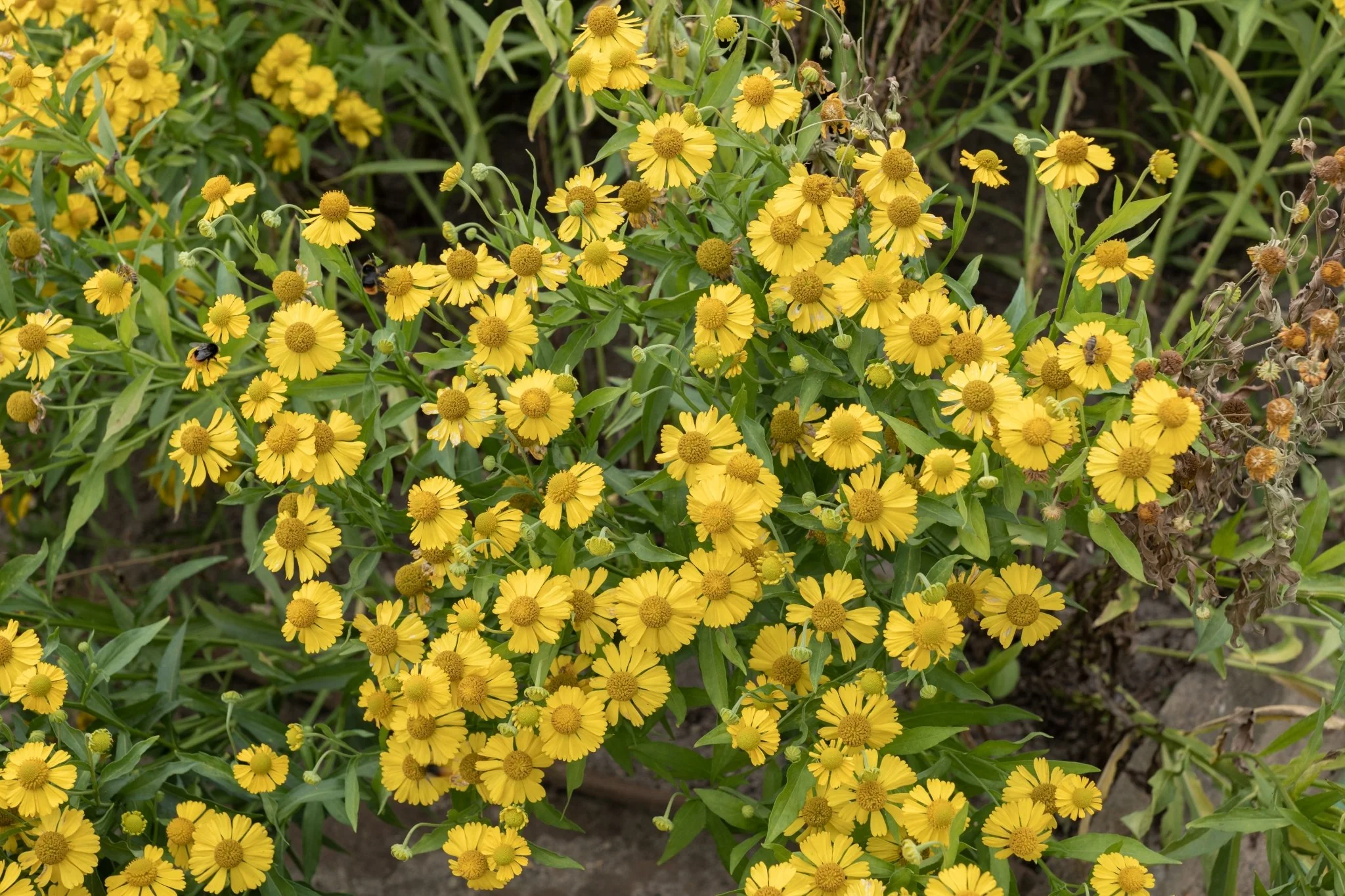 Common Sneezeweed - Image 3