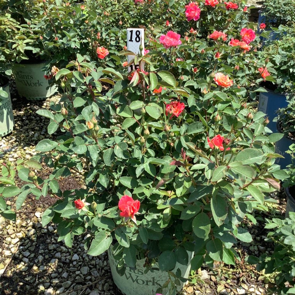 Coral Miracle On The Hudson™ Rose - Image 2
