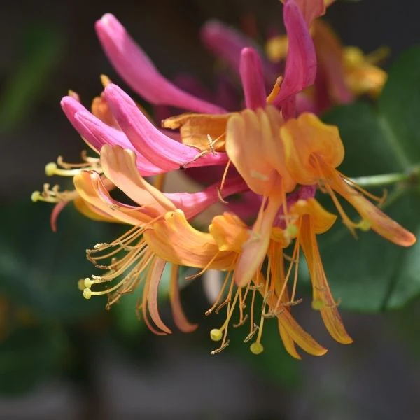 Coral Star Honeysuckle - Image 2