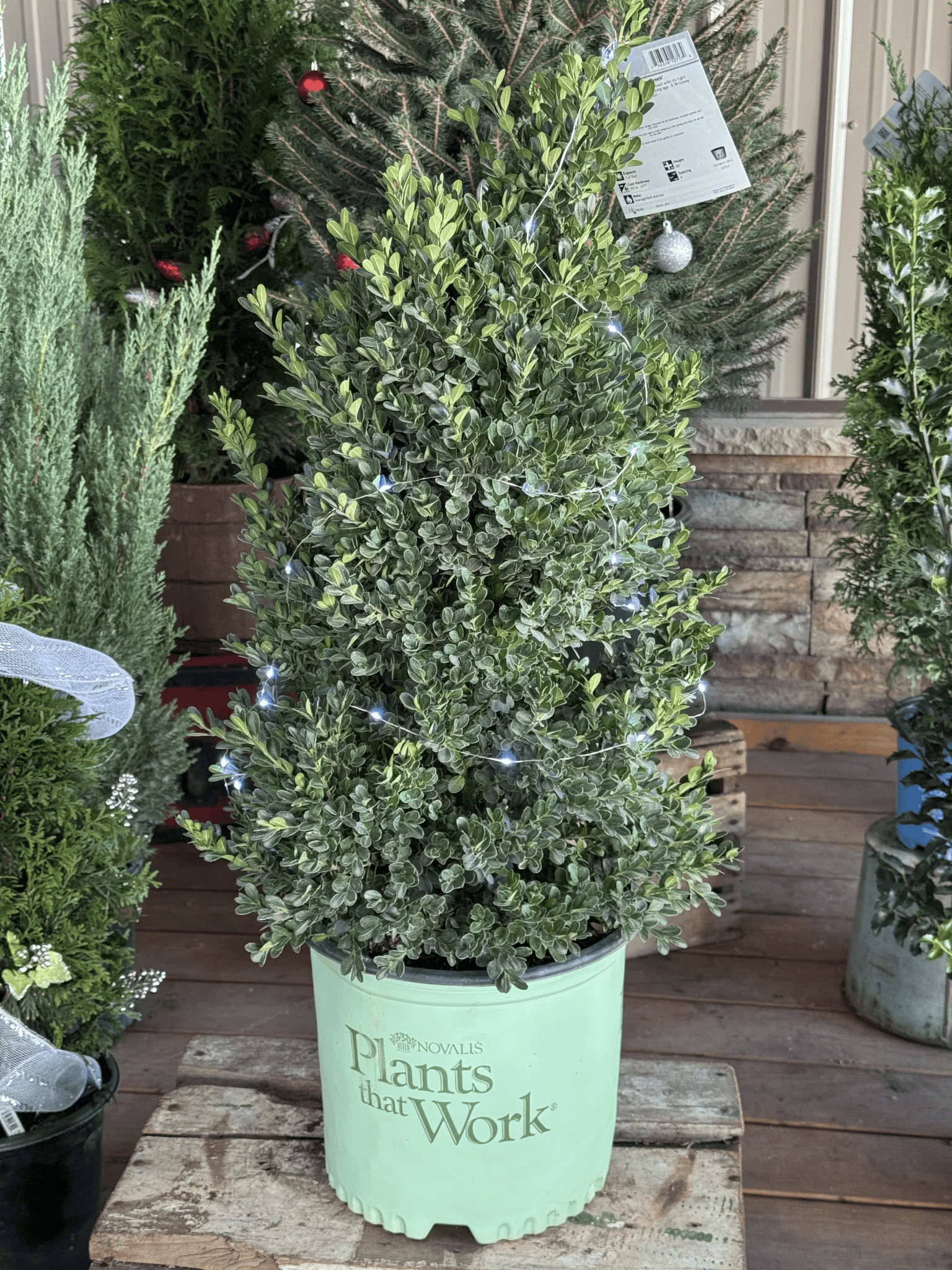 Cranberry Creek Boxwood - Image 3