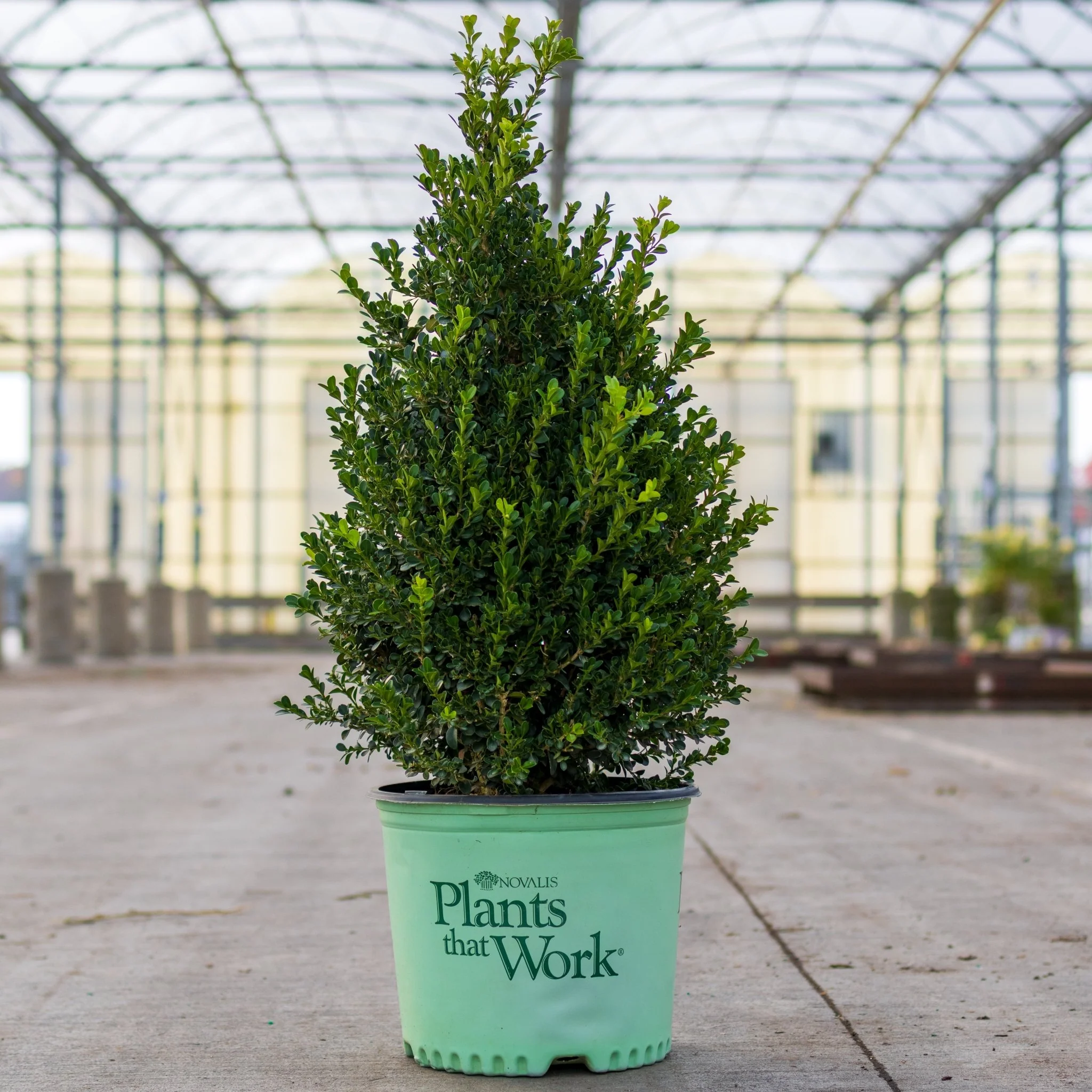 Cranberry Creek Boxwood - Image 5
