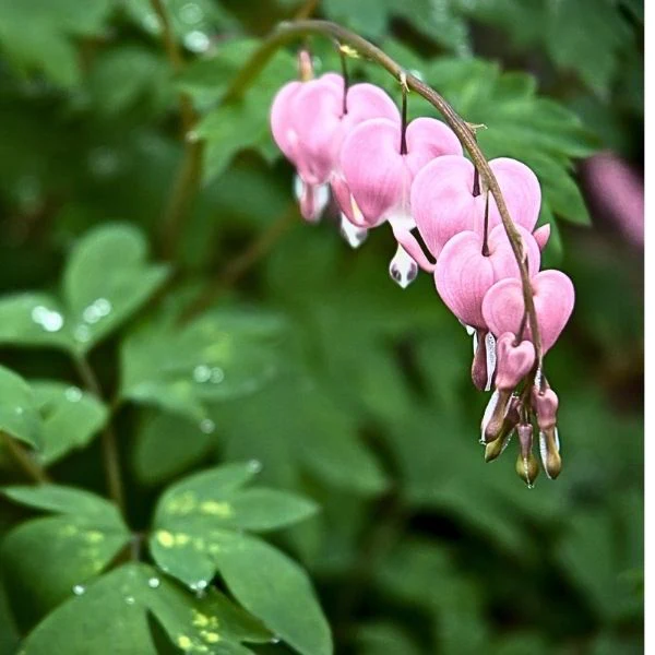 Cupid® Bleeding Heart - Image 2