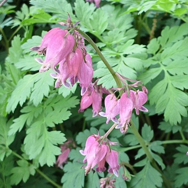 Cupid® Bleeding Heart - Image 3