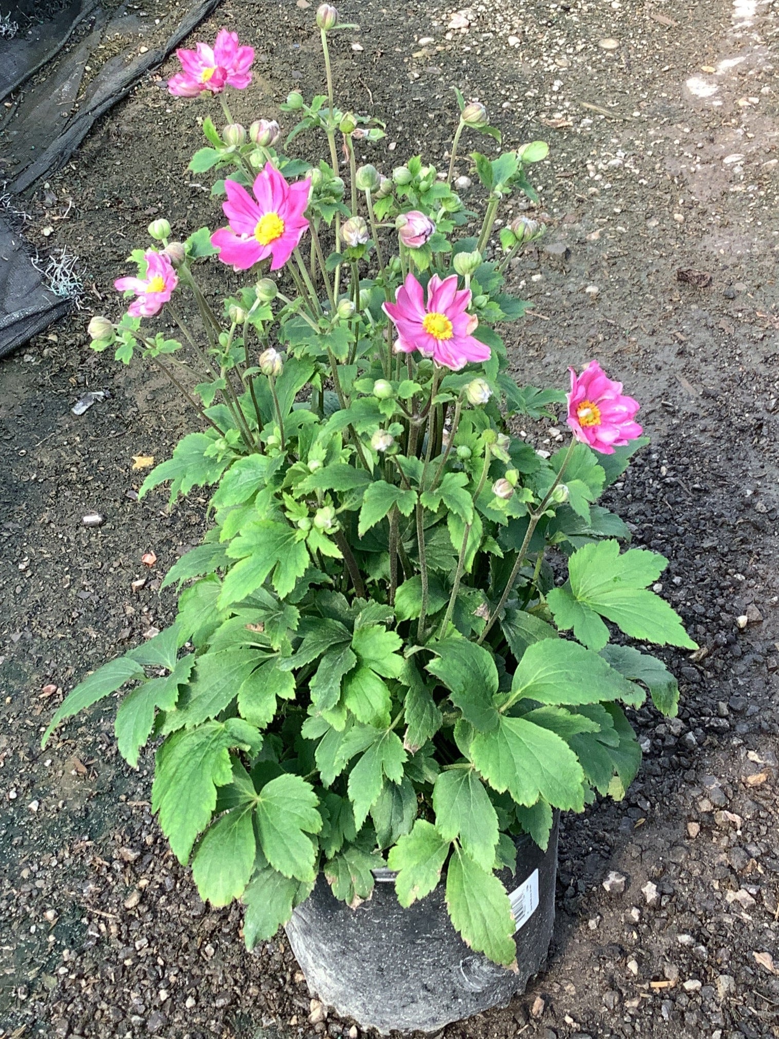 Curtain Call Deep Rose Japanese Anemone - Image 2
