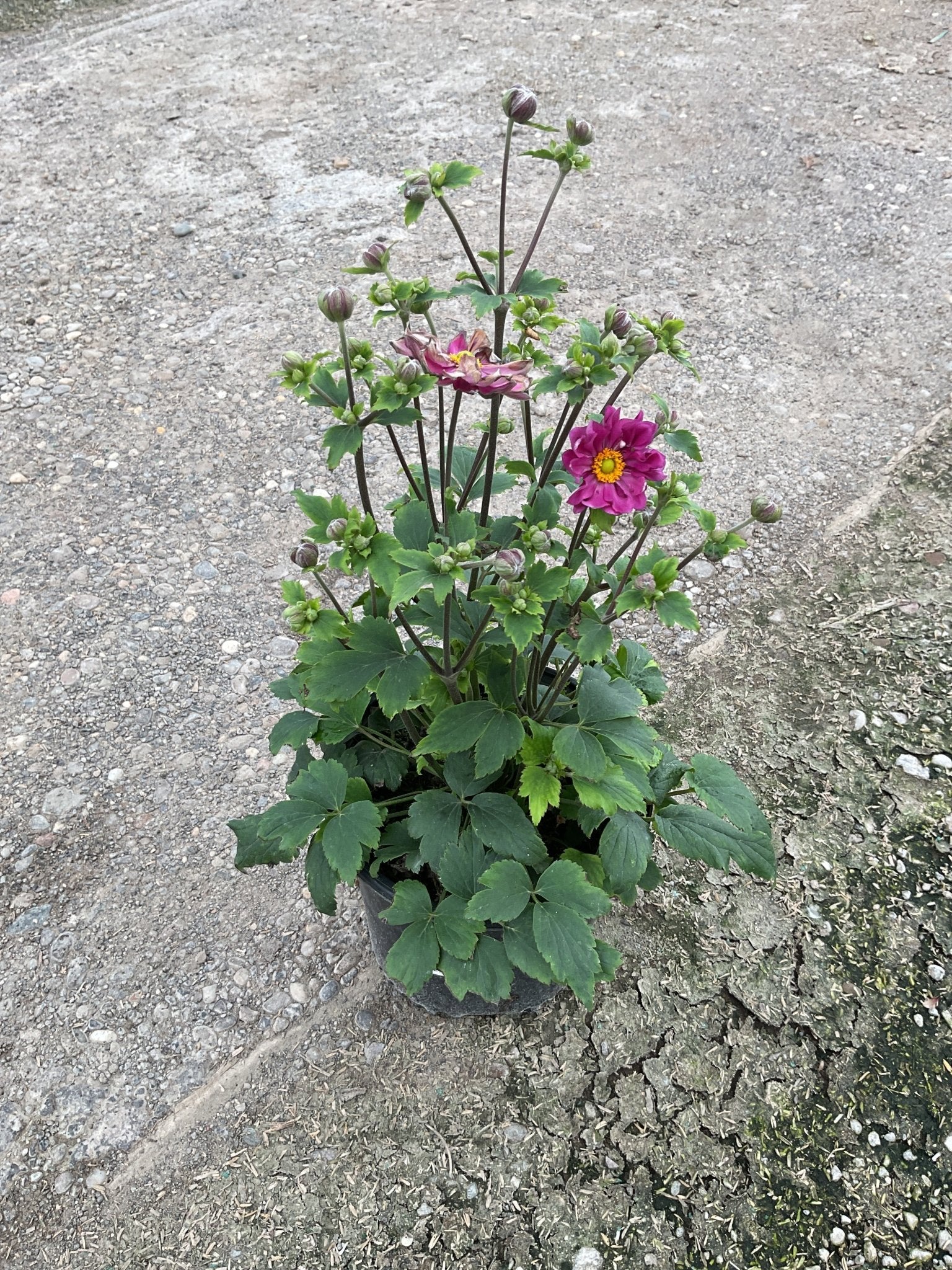 Curtain Call Deep Rose Japanese Anemone - Image 3
