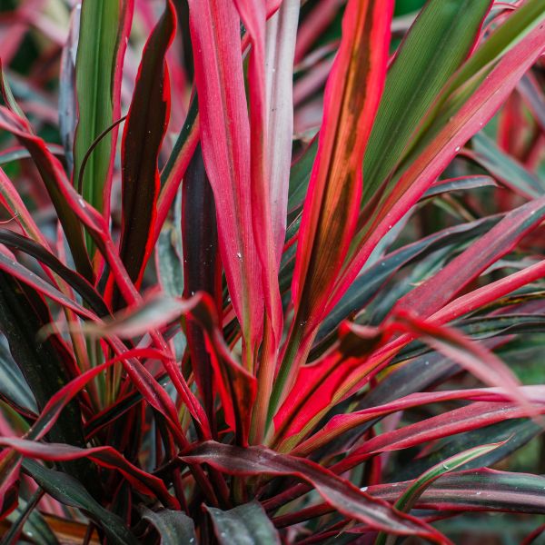Dancing™ Can Can Cordyline