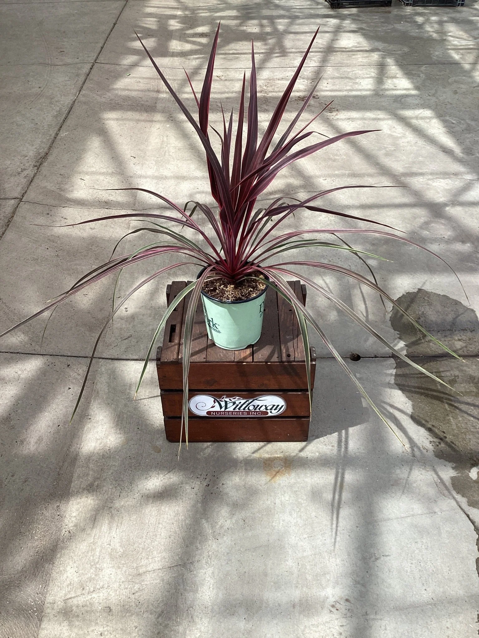 Dancing™ Can Can Cordyline - Image 2