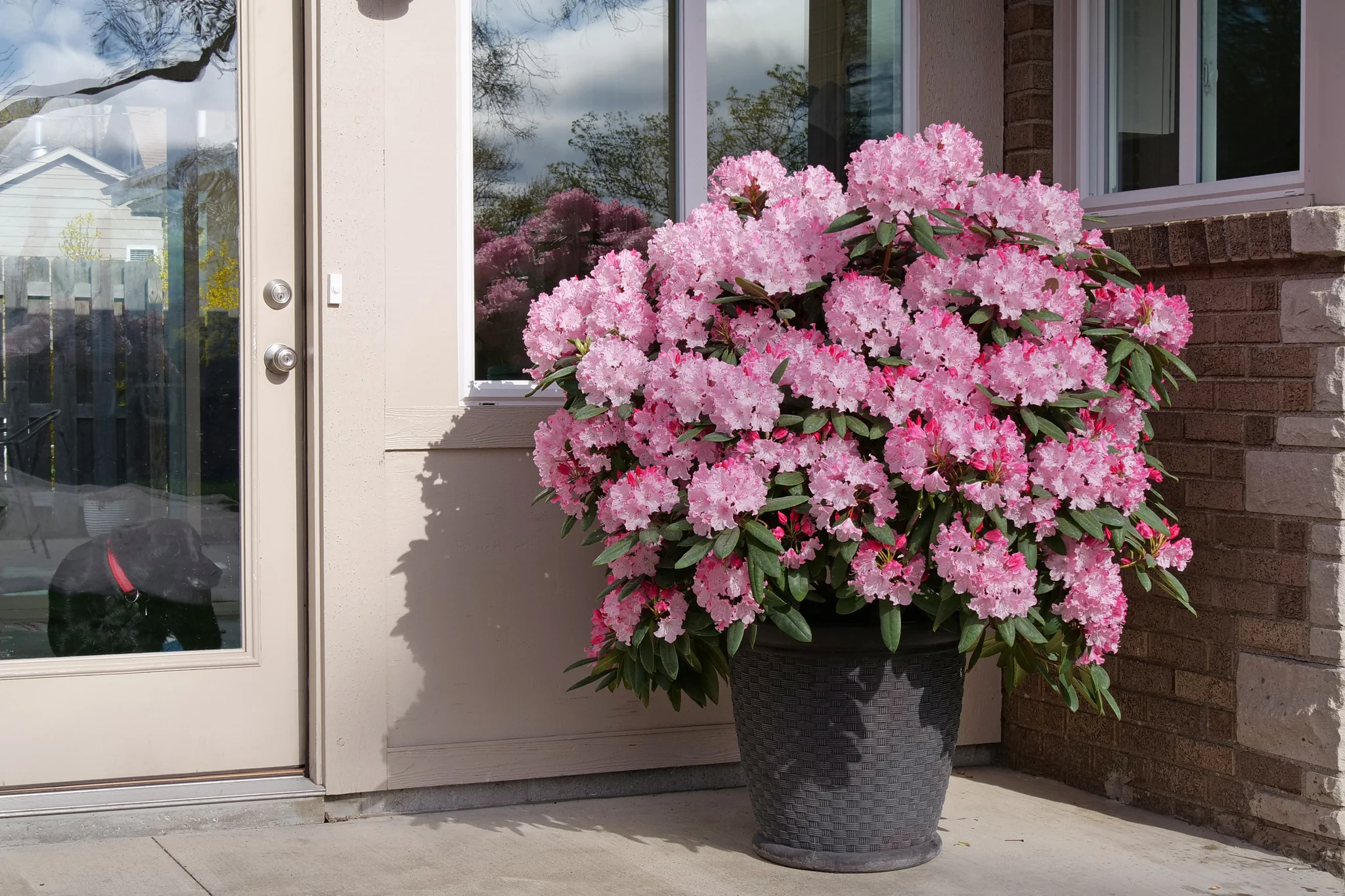Dandy Man Color Wheel® Rhododendron - Image 3