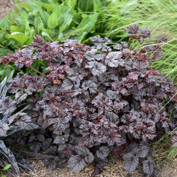 Dark Side of the Moon Astilbe - Image 2