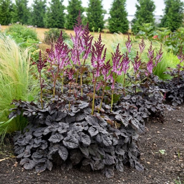 Dark Side of the Moon Astilbe - Image 3