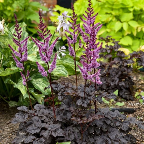 Dark Side of the Moon Astilbe - Image 4