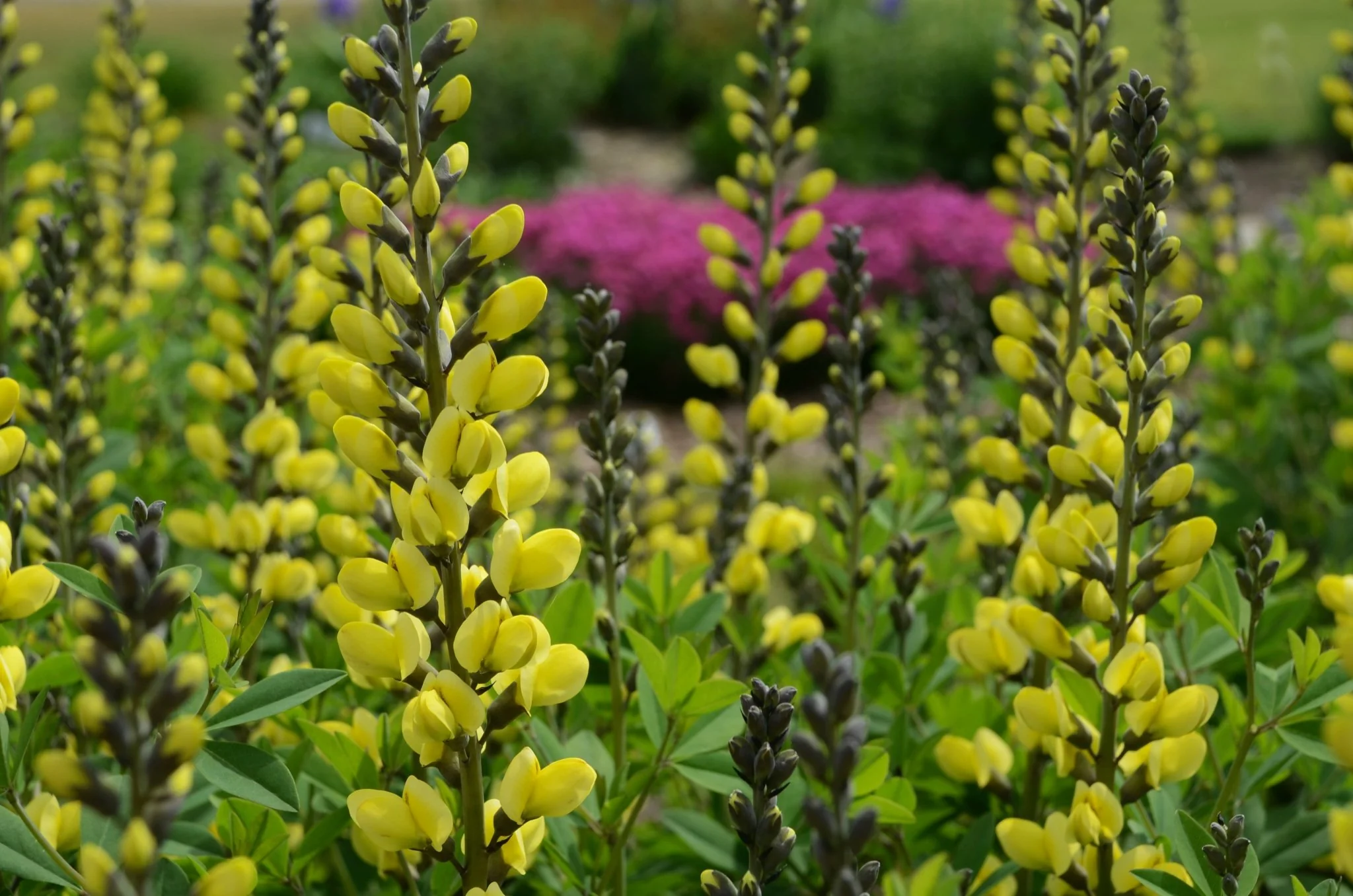 Decadence® Lemon Meringue False Indigo - Image 2