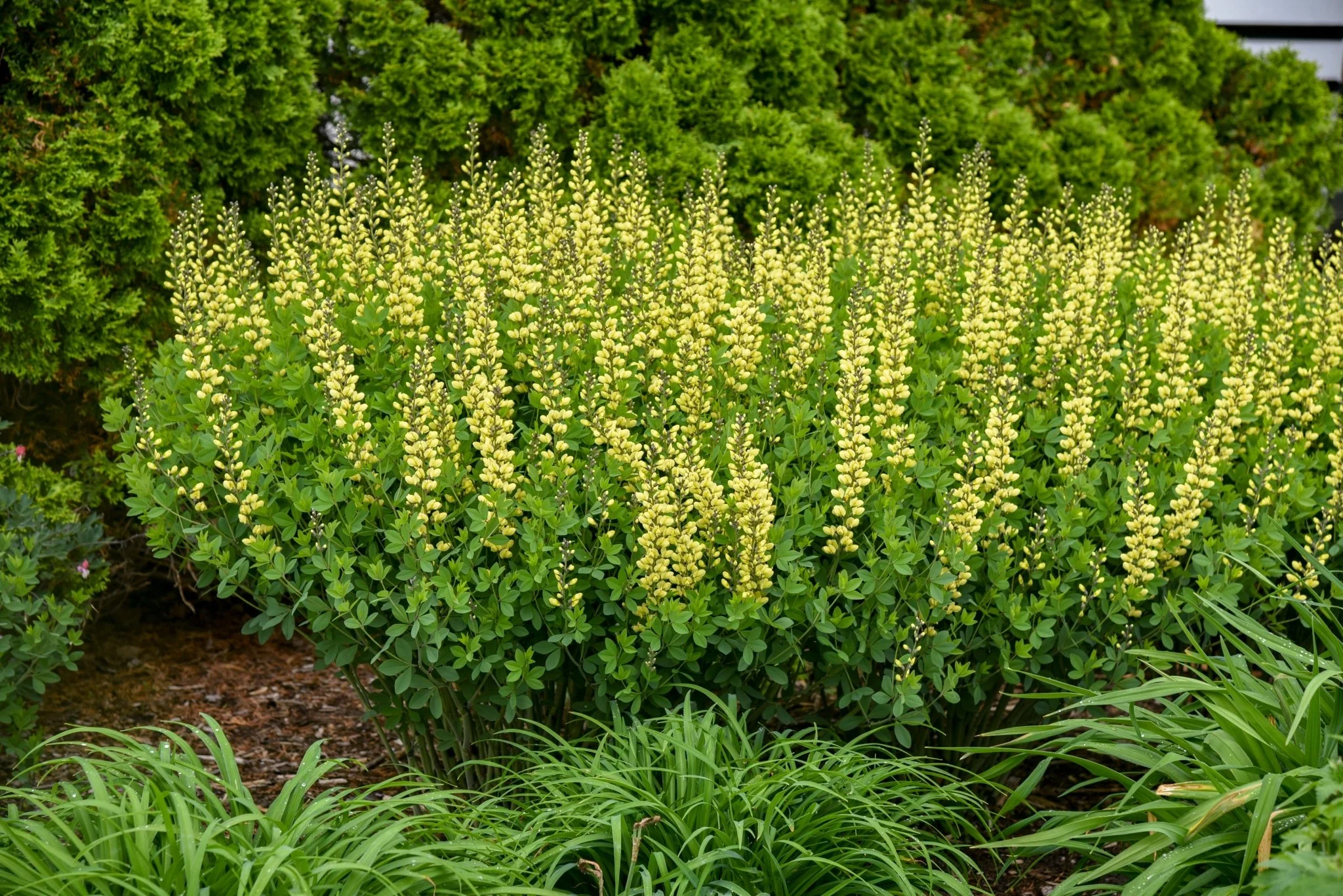 Decadence® Lemon Meringue False Indigo - Image 3