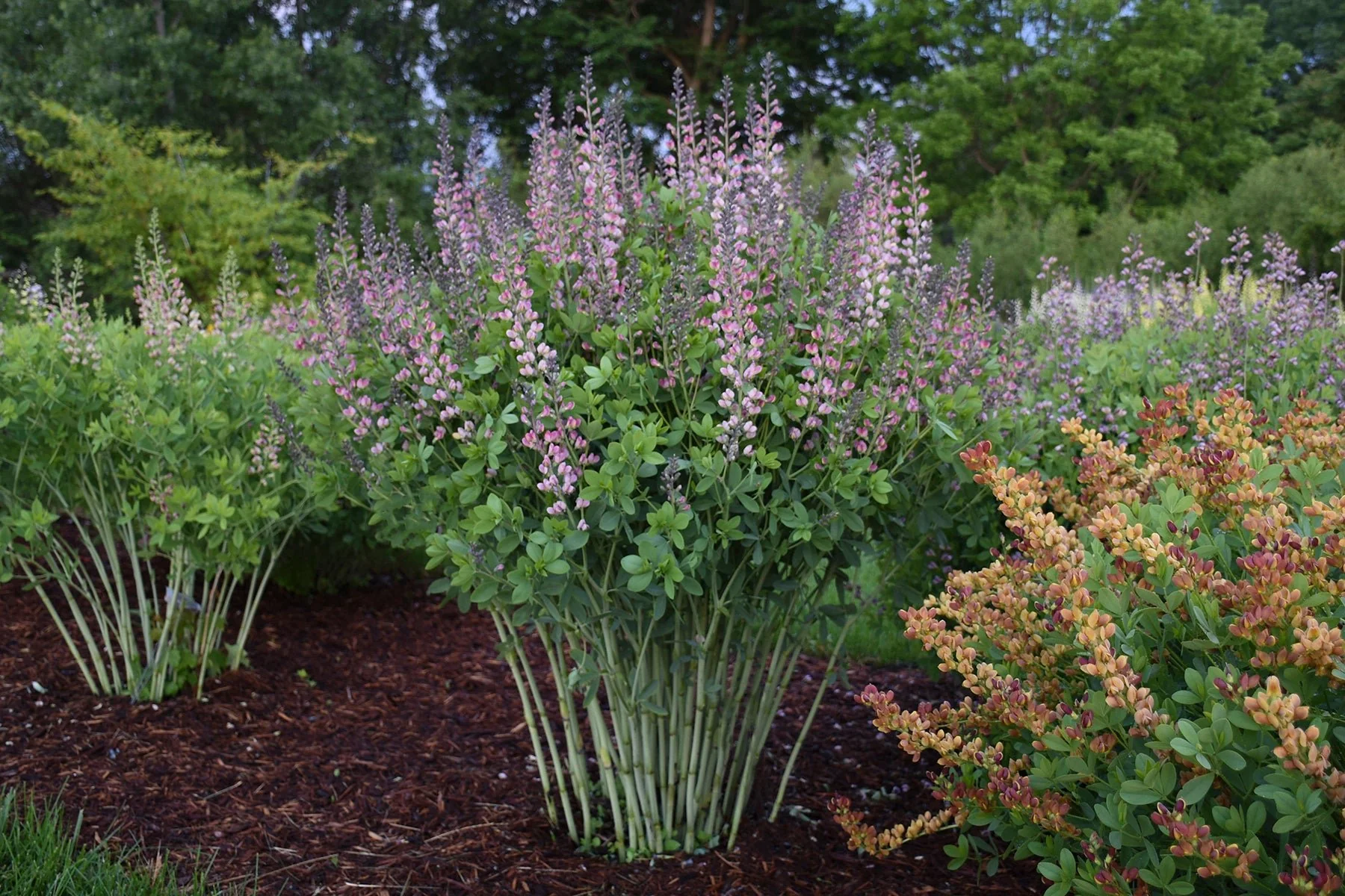 Decadence® Pink Truffles False Indigo - Image 2
