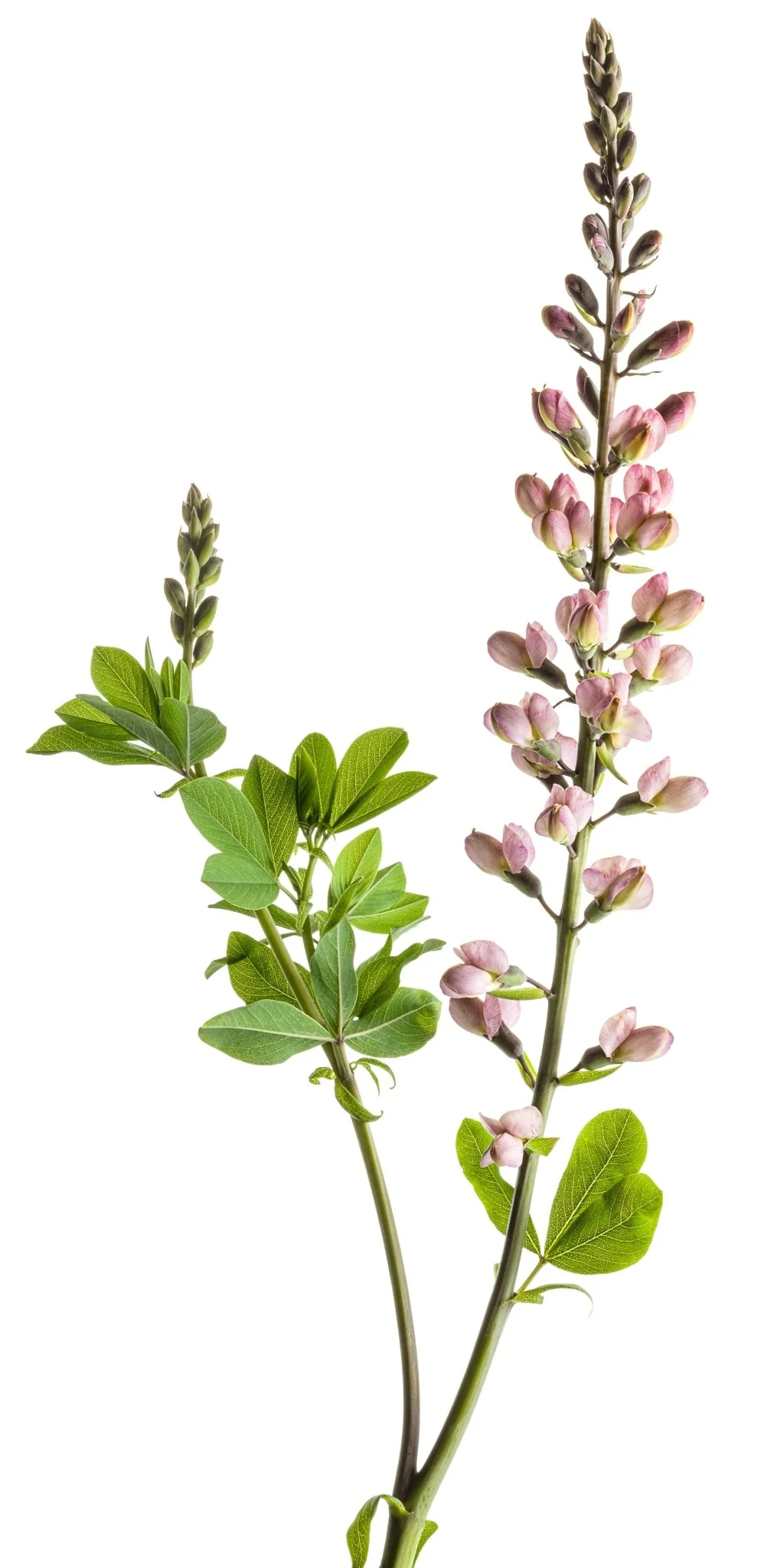 Decadence® Pink Truffles False Indigo - Image 3