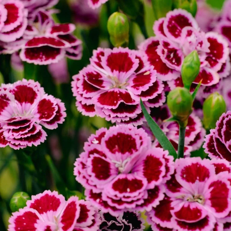 Delilah™ Bicolor Purple Dianthus - Image 2