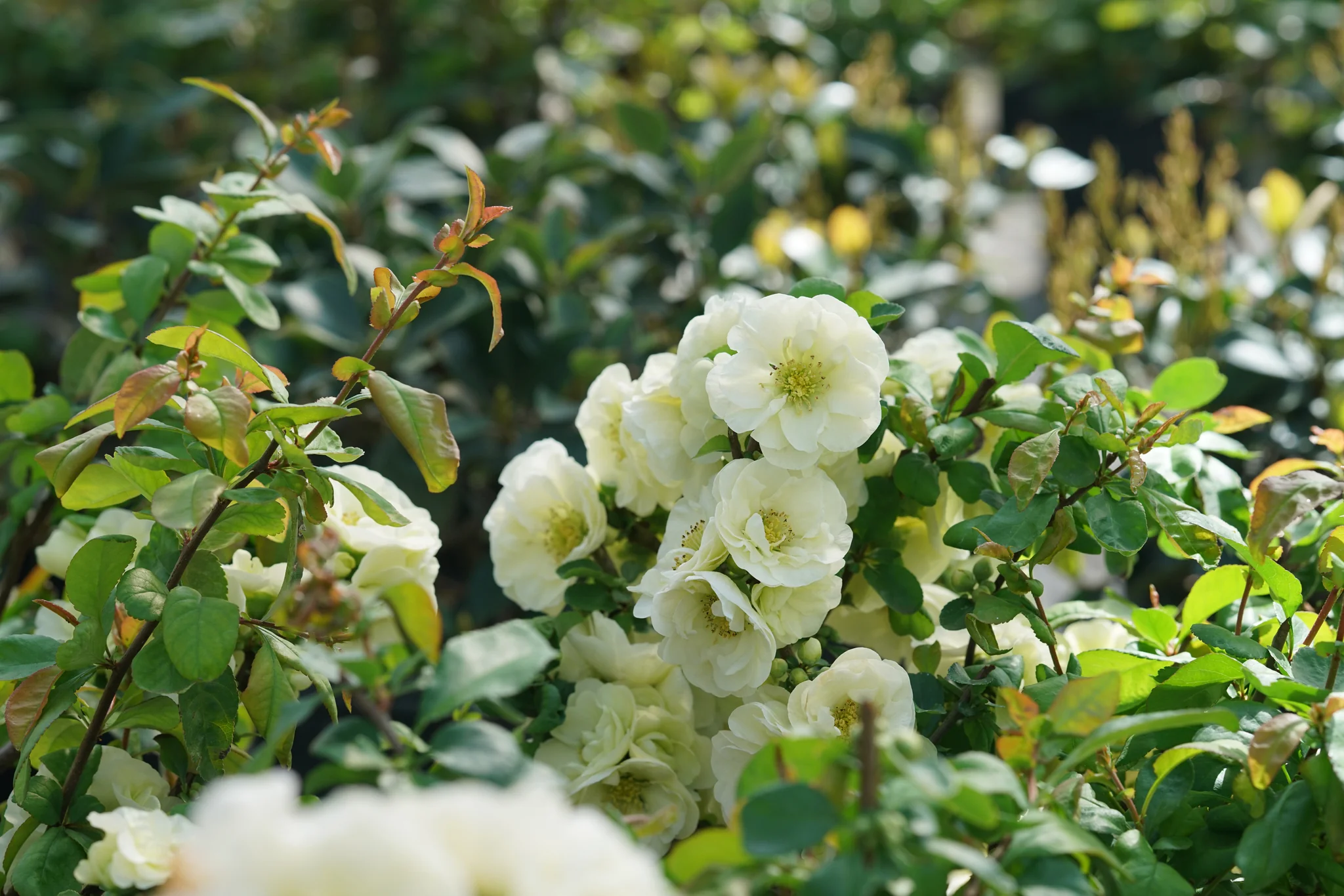 Double Take Eternal White® Flowering Quince