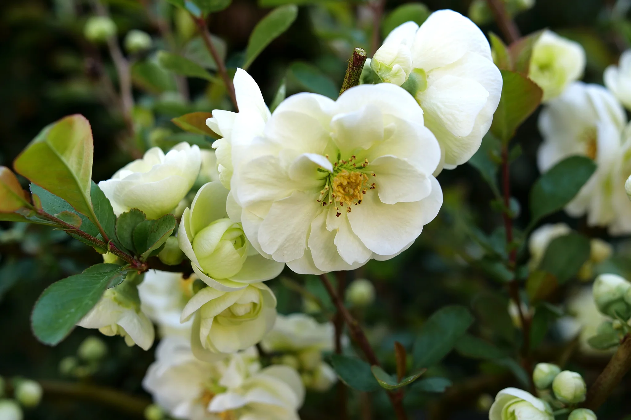 Double Take Eternal White® Flowering Quince - Image 2