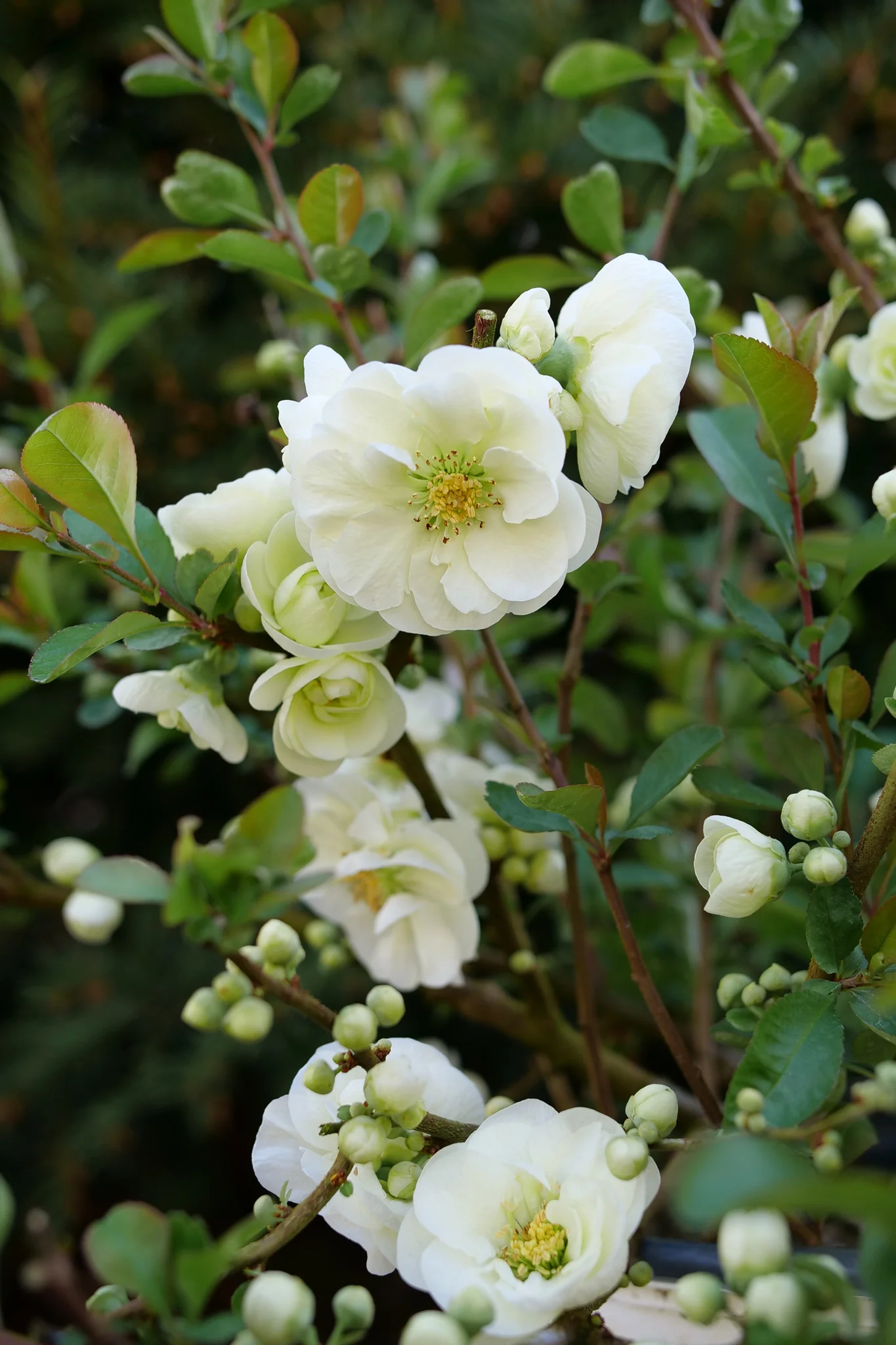 Double Take Eternal White® Flowering Quince - Image 3