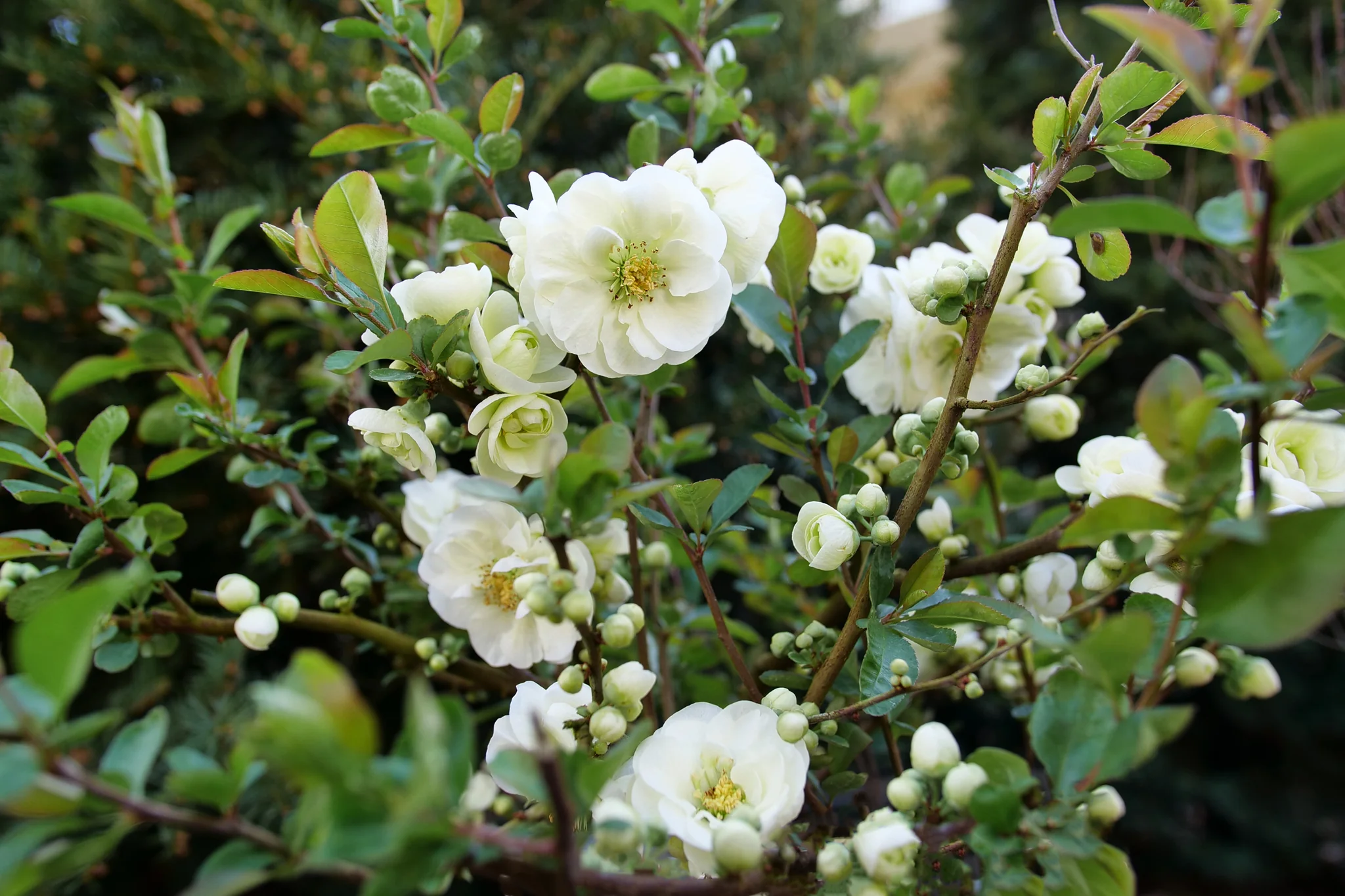 Double Take Eternal White® Flowering Quince - Image 4
