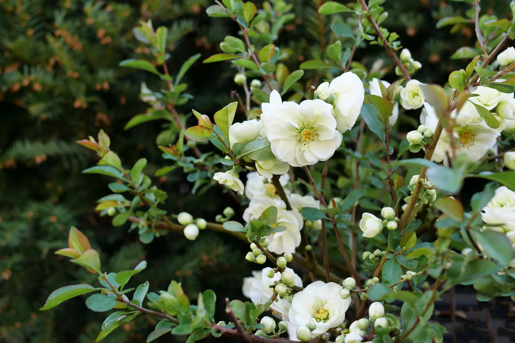 Double Take Eternal White® Flowering Quince - Image 5