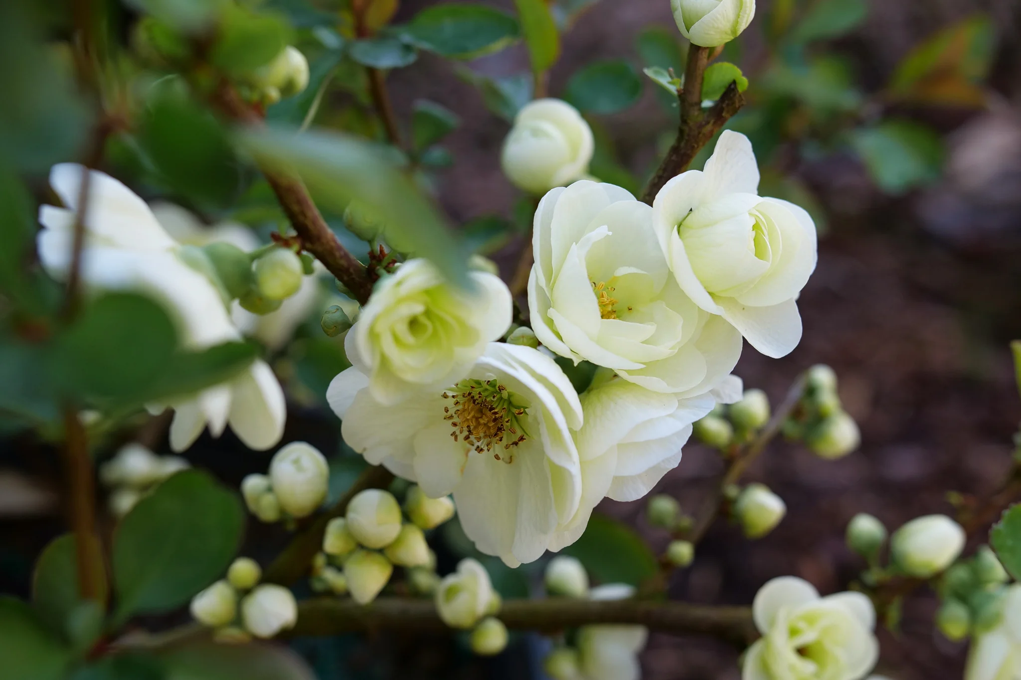 Double Take Eternal White® Flowering Quince - Image 6