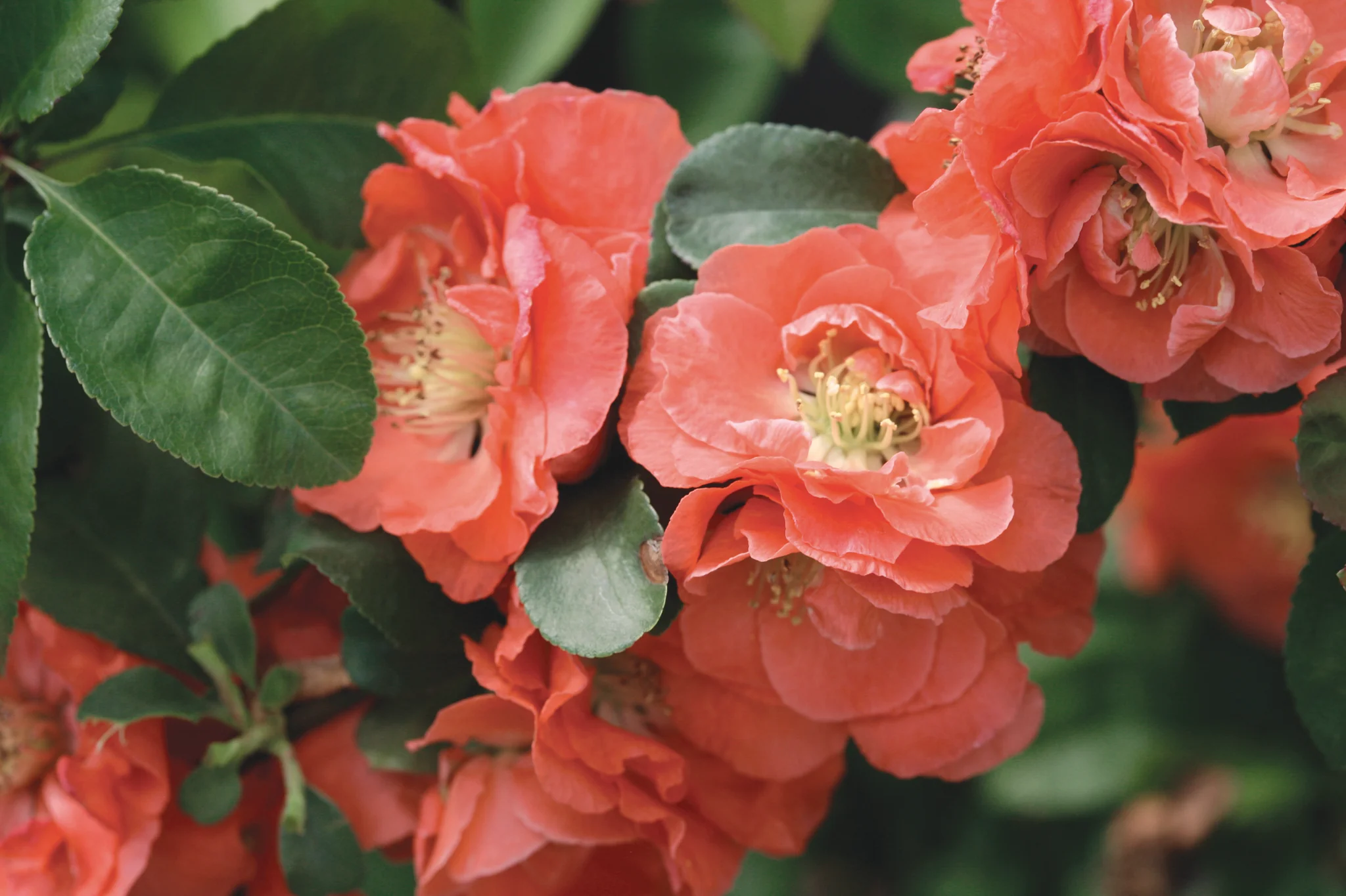 Double Take Peach™ Flowering Quince - Image 2