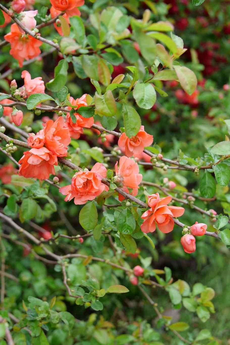 Double Take Peach™ Flowering Quince - Image 3