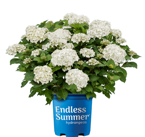 DreamCloud® Reblooming Hydrangea