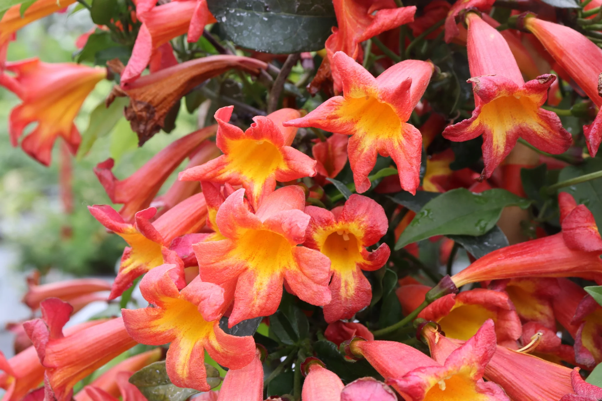 Dressed to Thrill® Crossvine