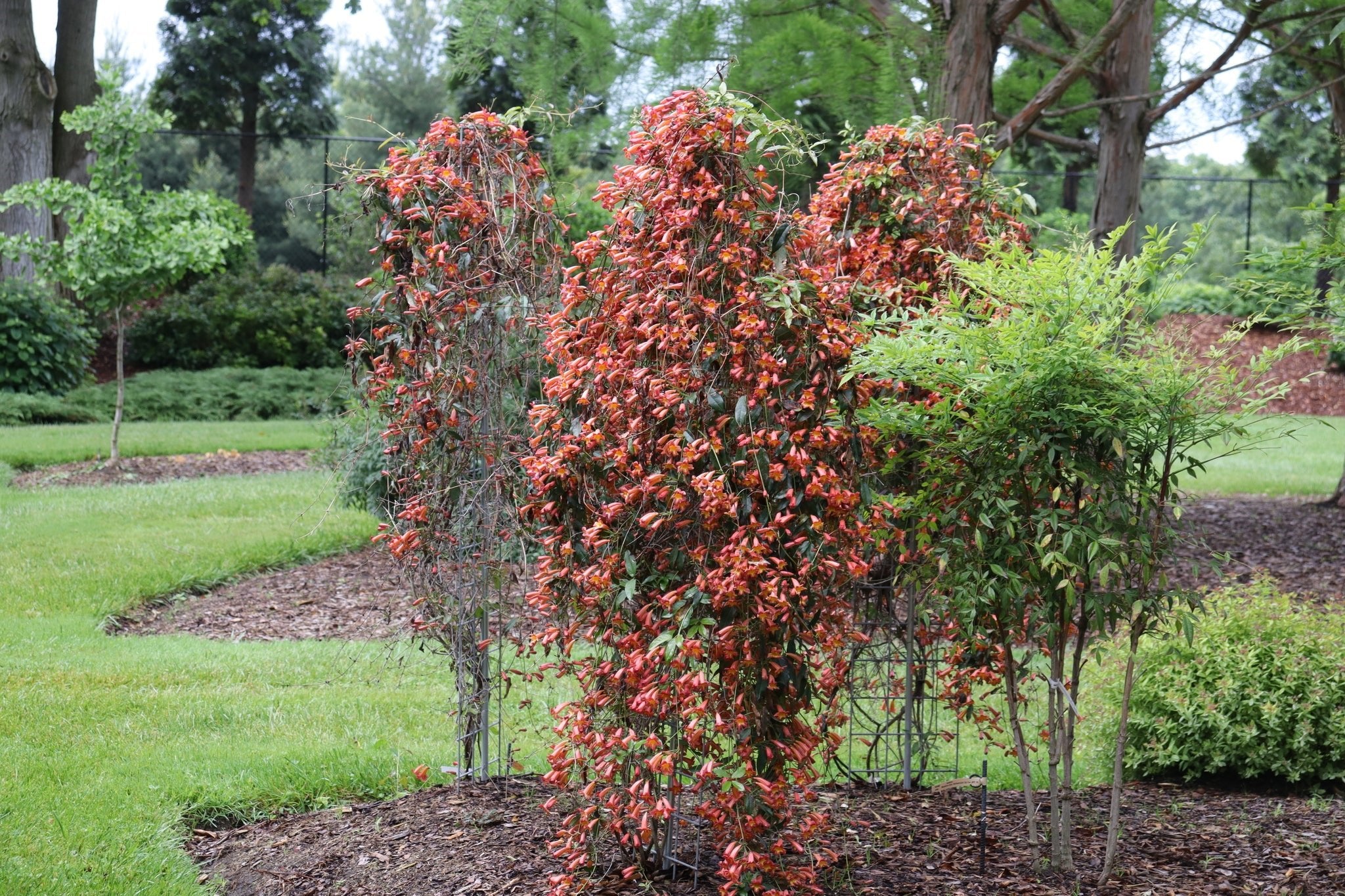 Dressed to Thrill® Crossvine - Image 6