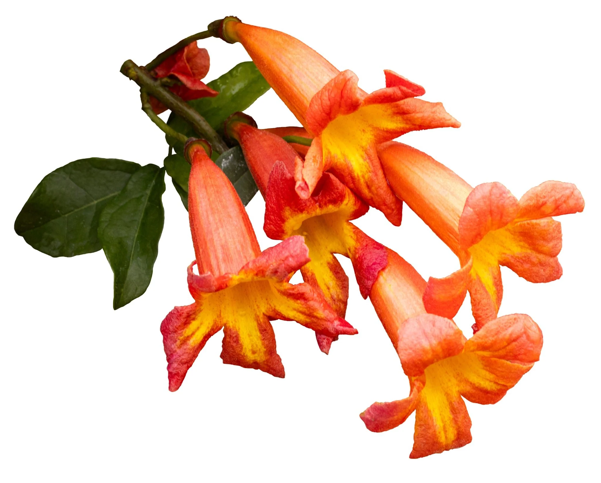 Dressed to Thrill® Crossvine - Image 8