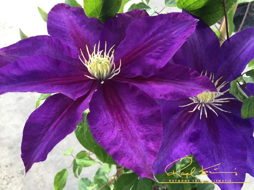 Duchess of Cornwall Clematis - Image 3